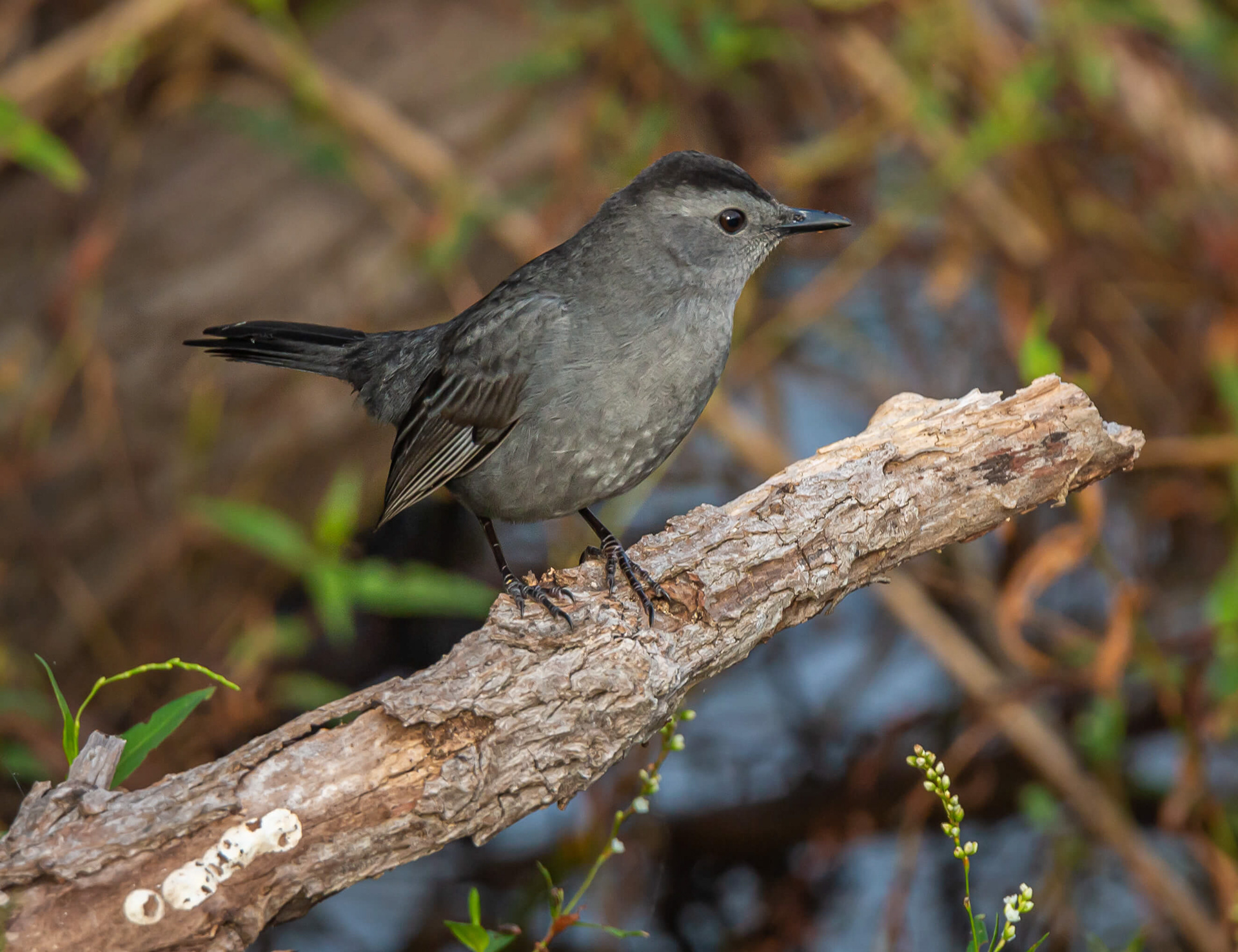 Gray Catbird