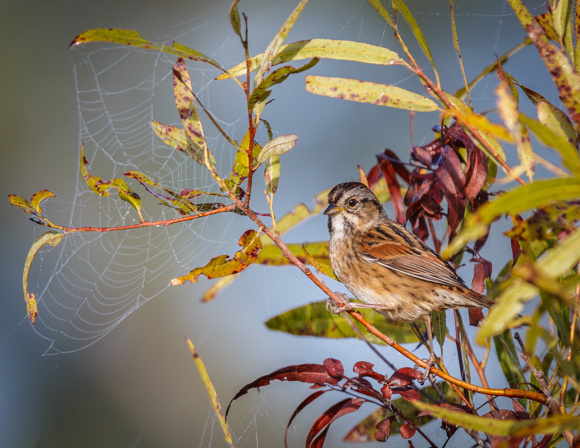 Swamp Sparrow