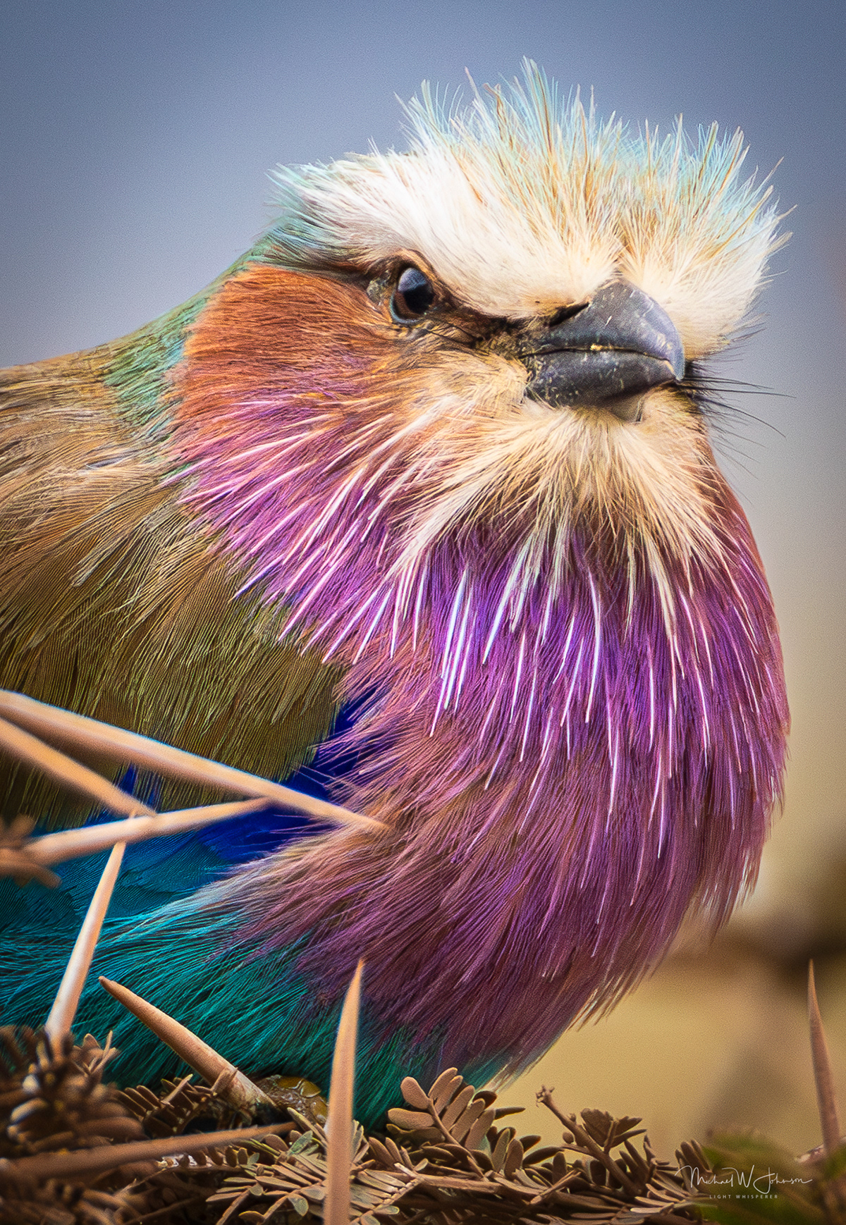 Lilac-breasted Roller