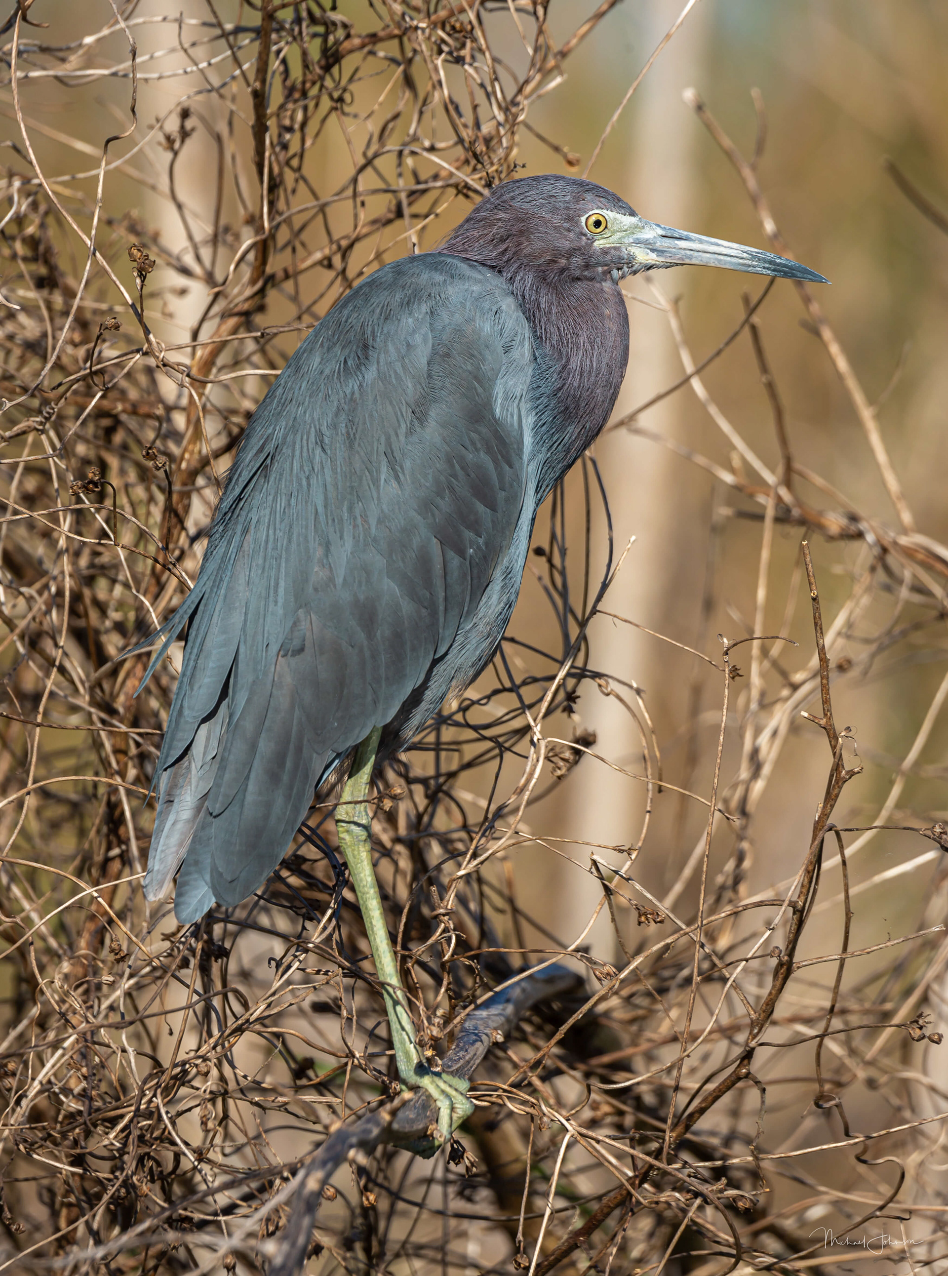 Little Blue Heron
