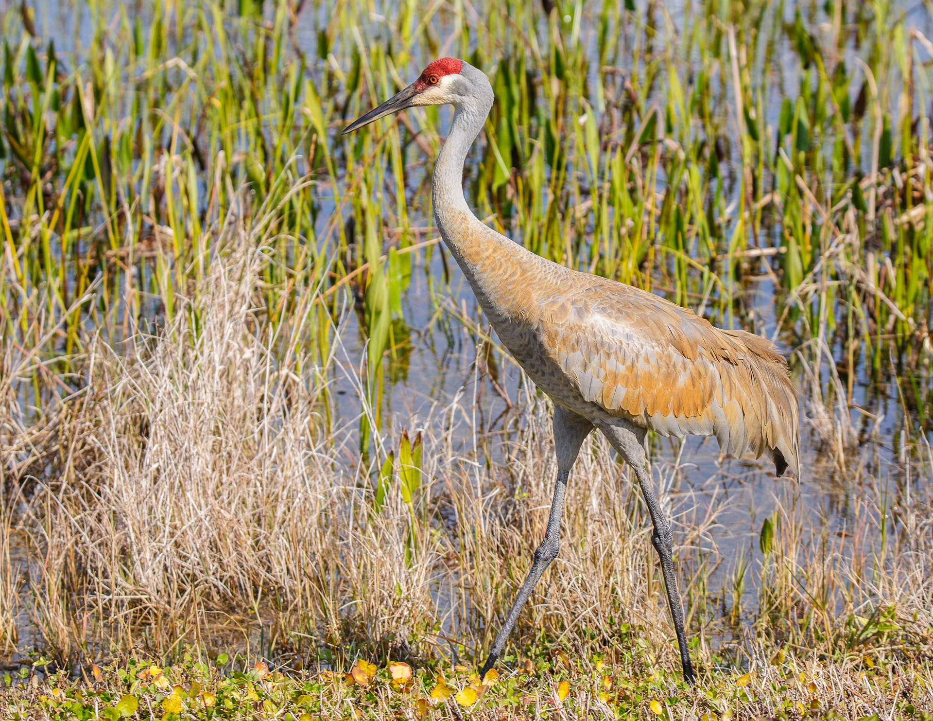 Sandhill Crane