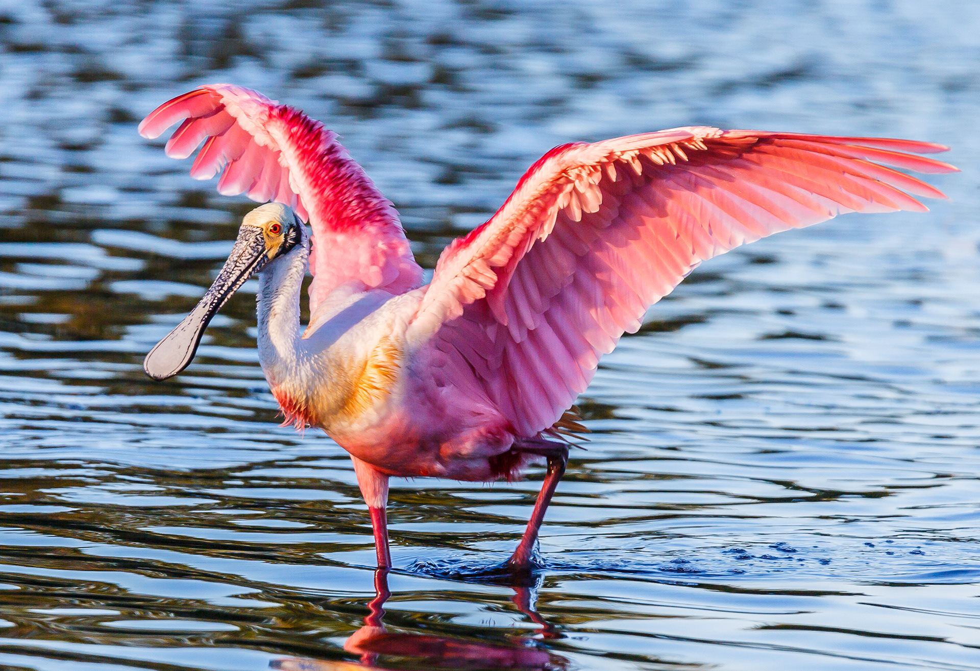 Roseate Spoonbill