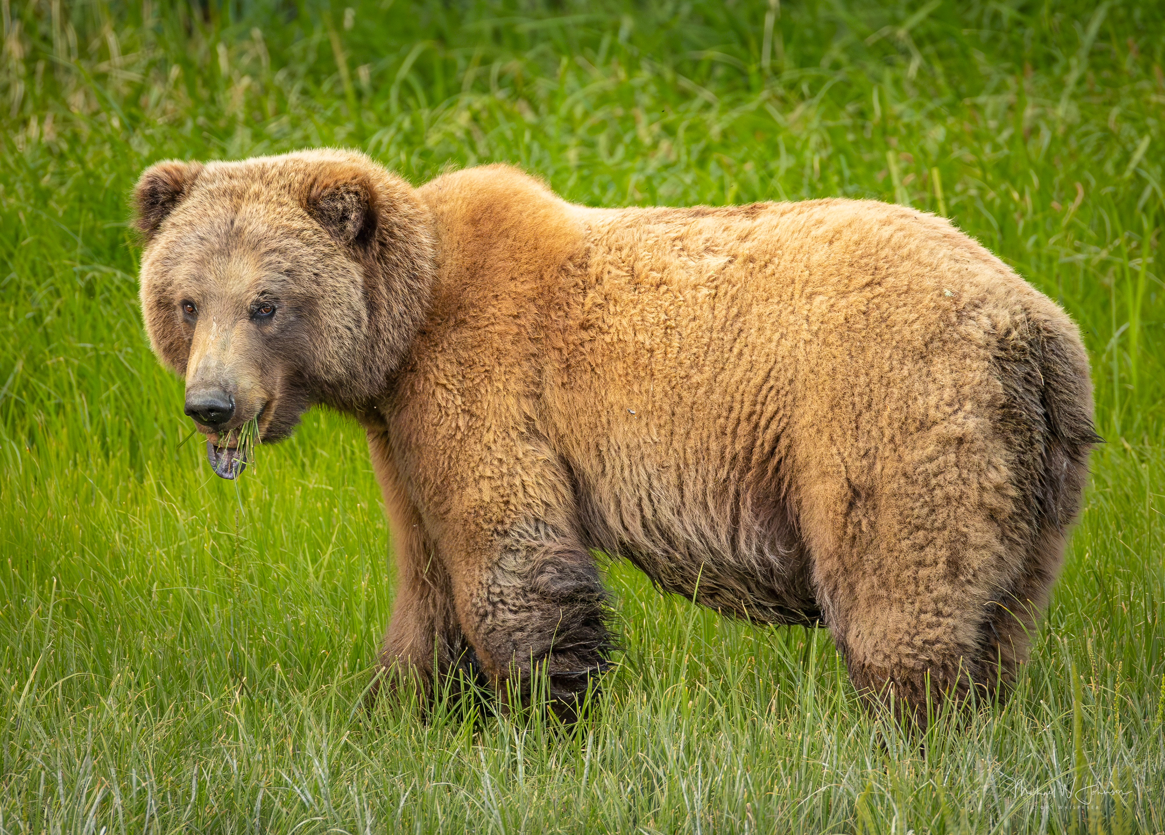 Brown Bear - Big Sow