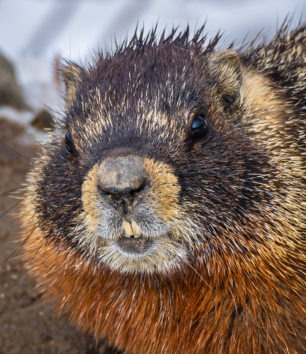 Yellow-bellied Marmot