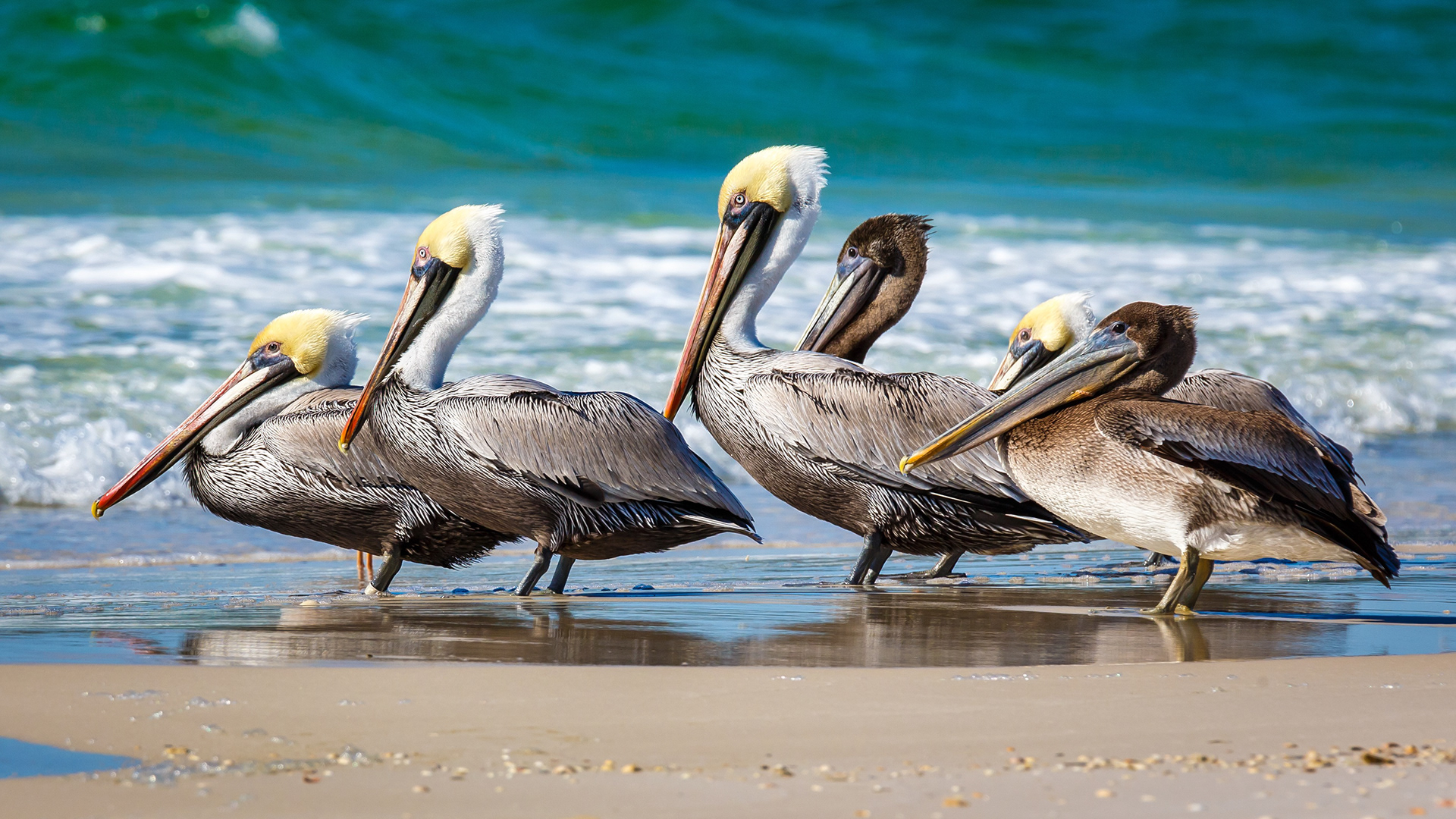 2015 January       Digital Photographer Magazine       Pelican Pass