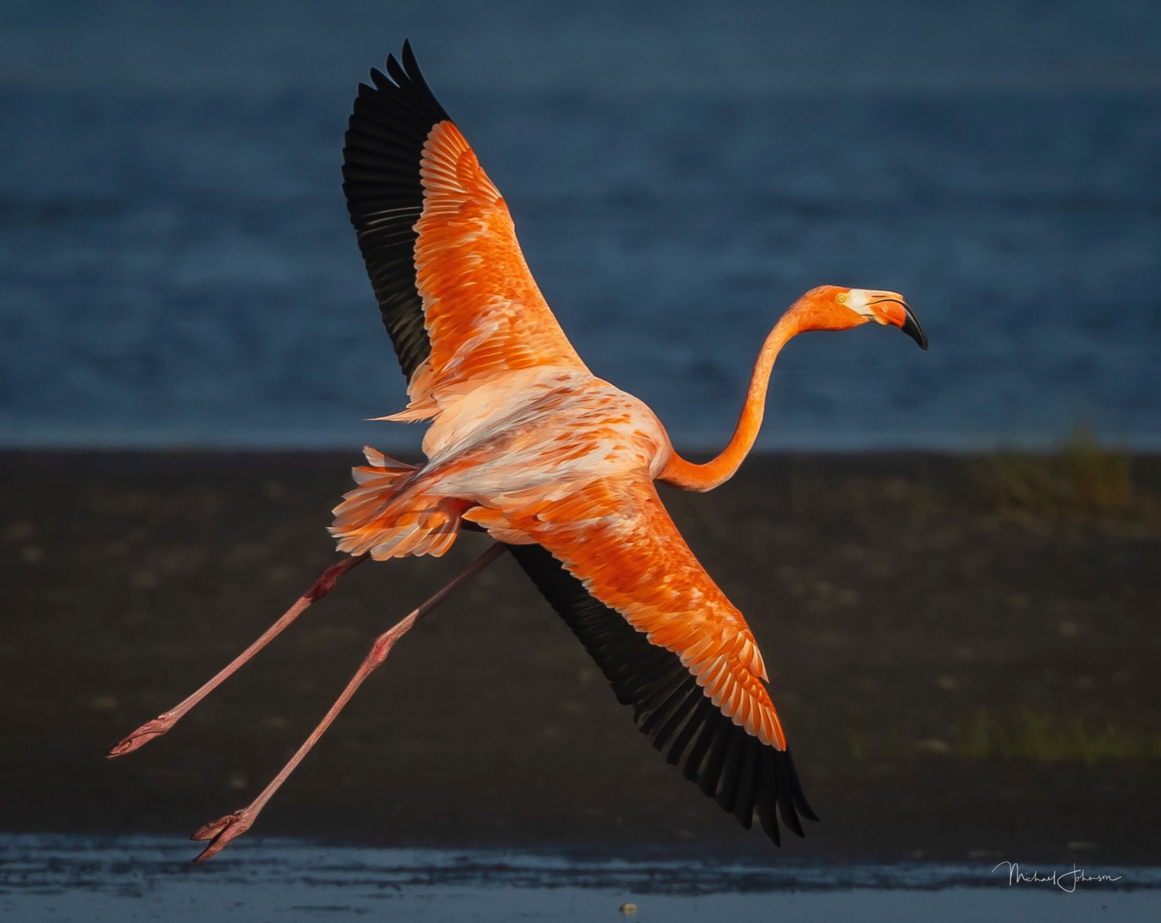 American Flamingo