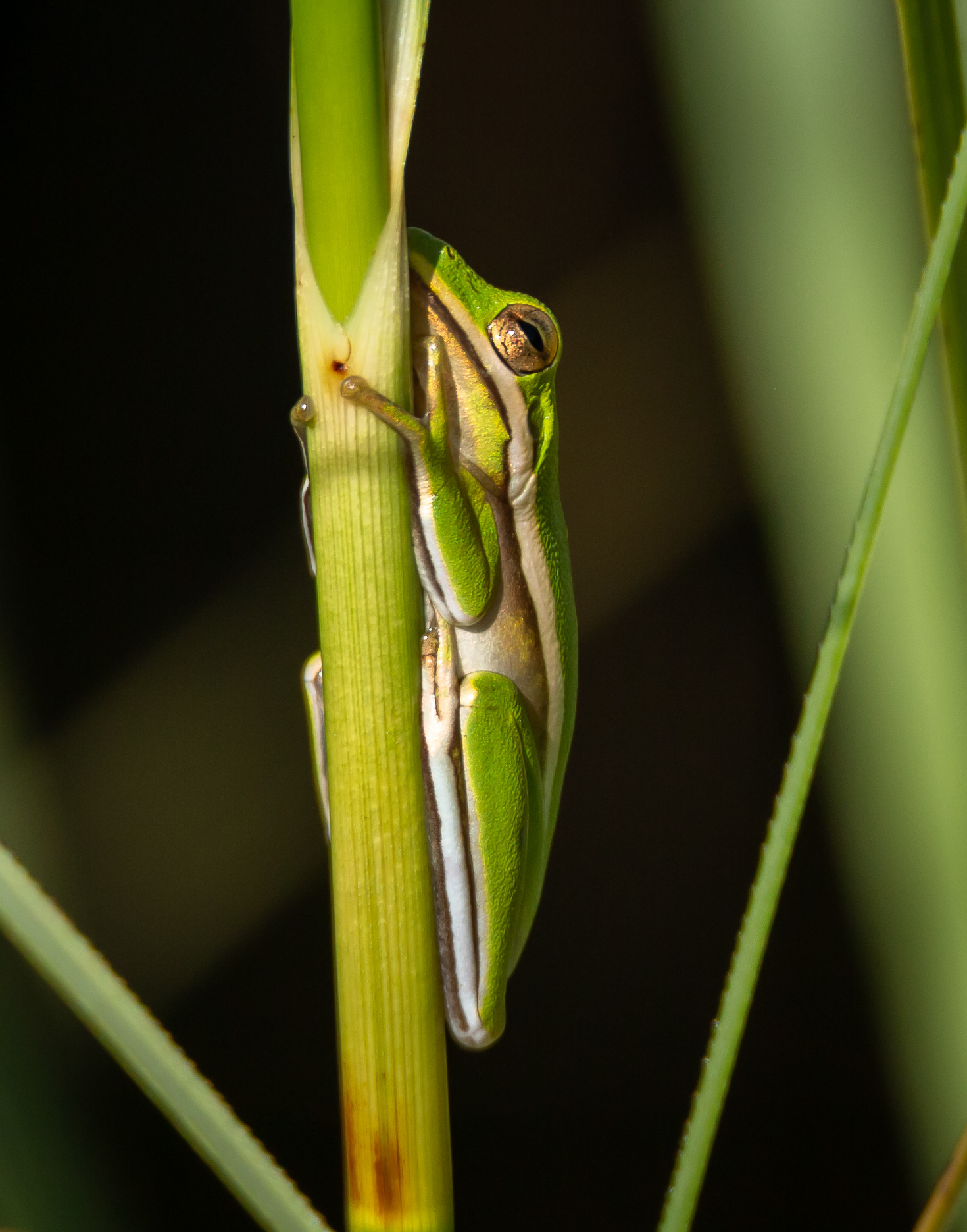 Florida Green Tree Frog