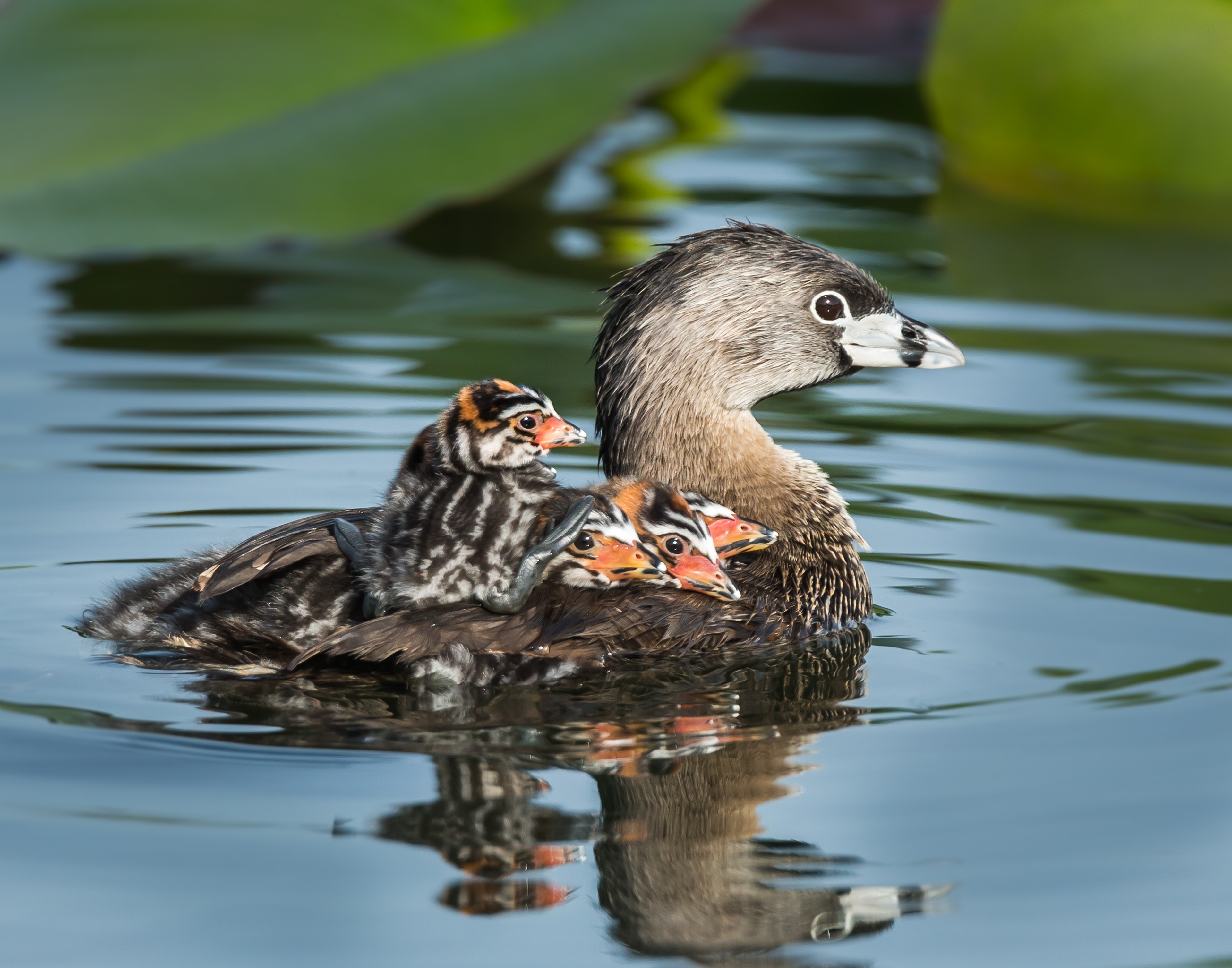 Pied-billed Grebe