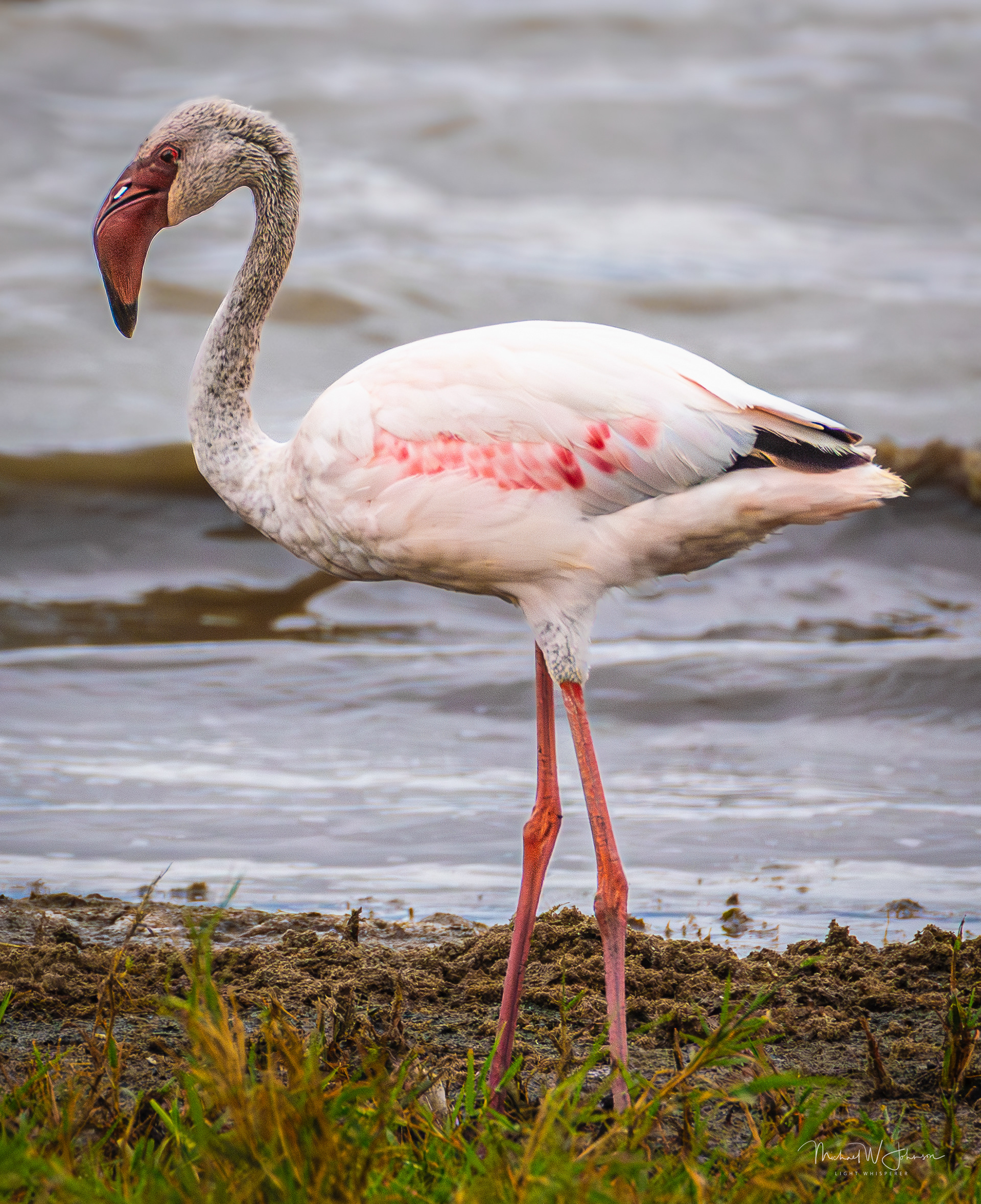 Lesser Flamingo