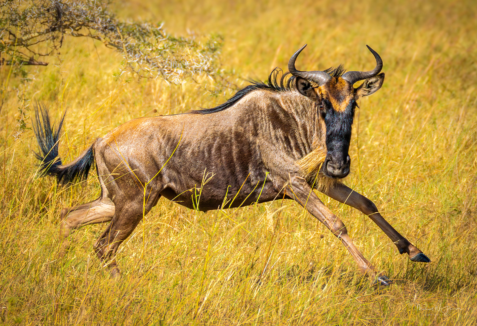 Wildebeest