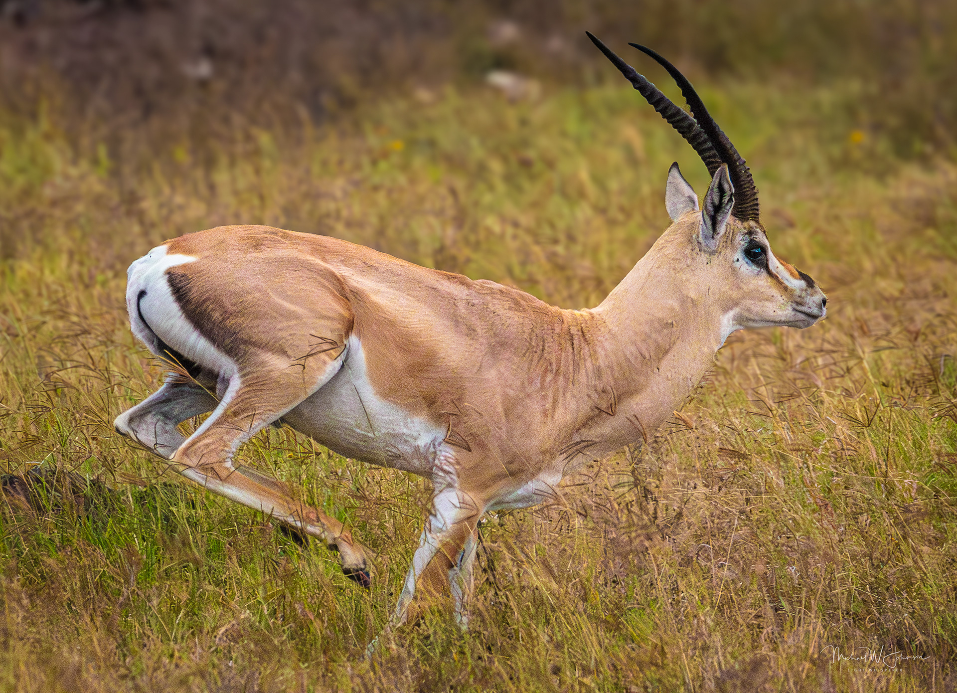 Grant's Gazelle