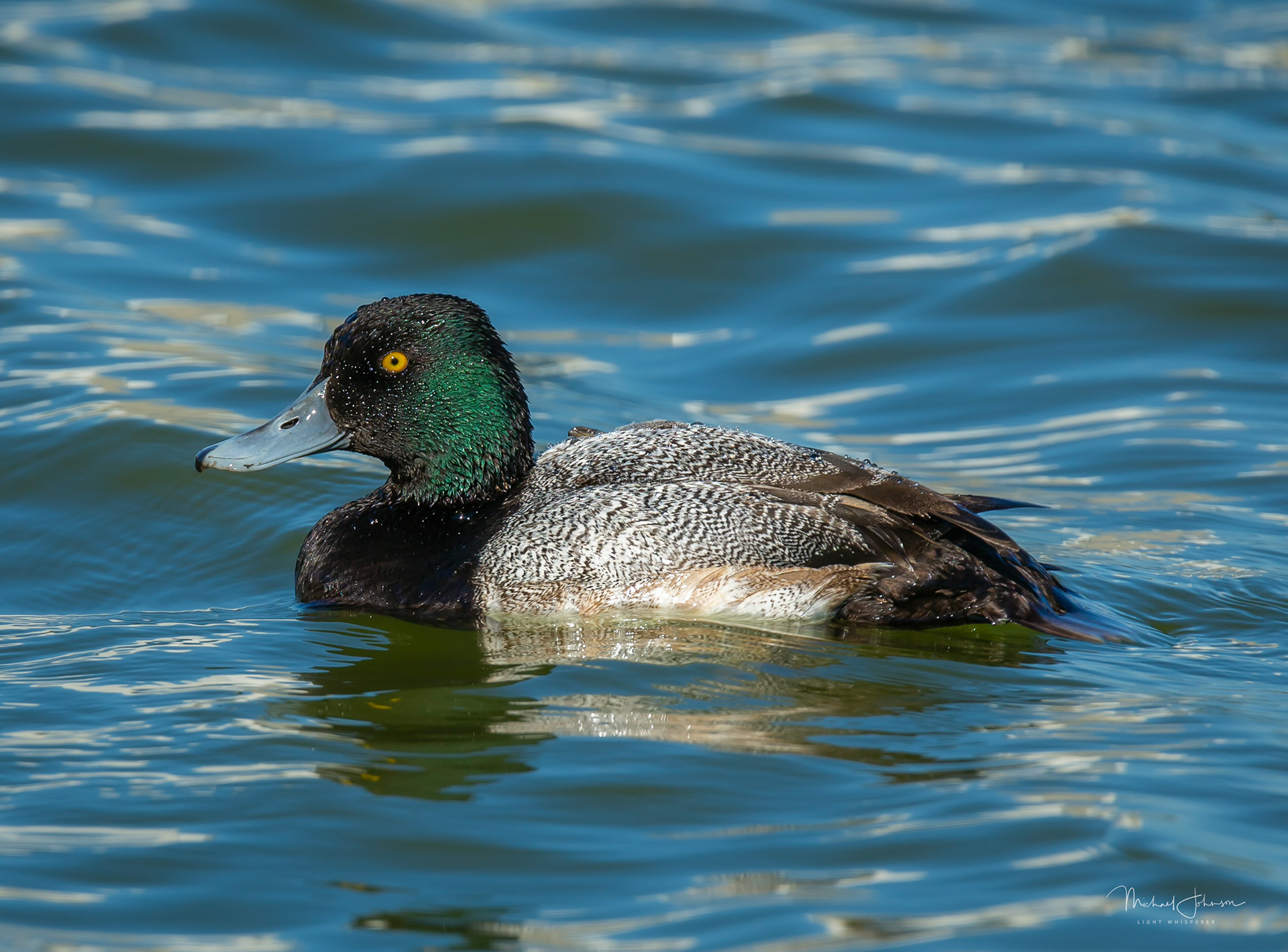 Lesser Scaup