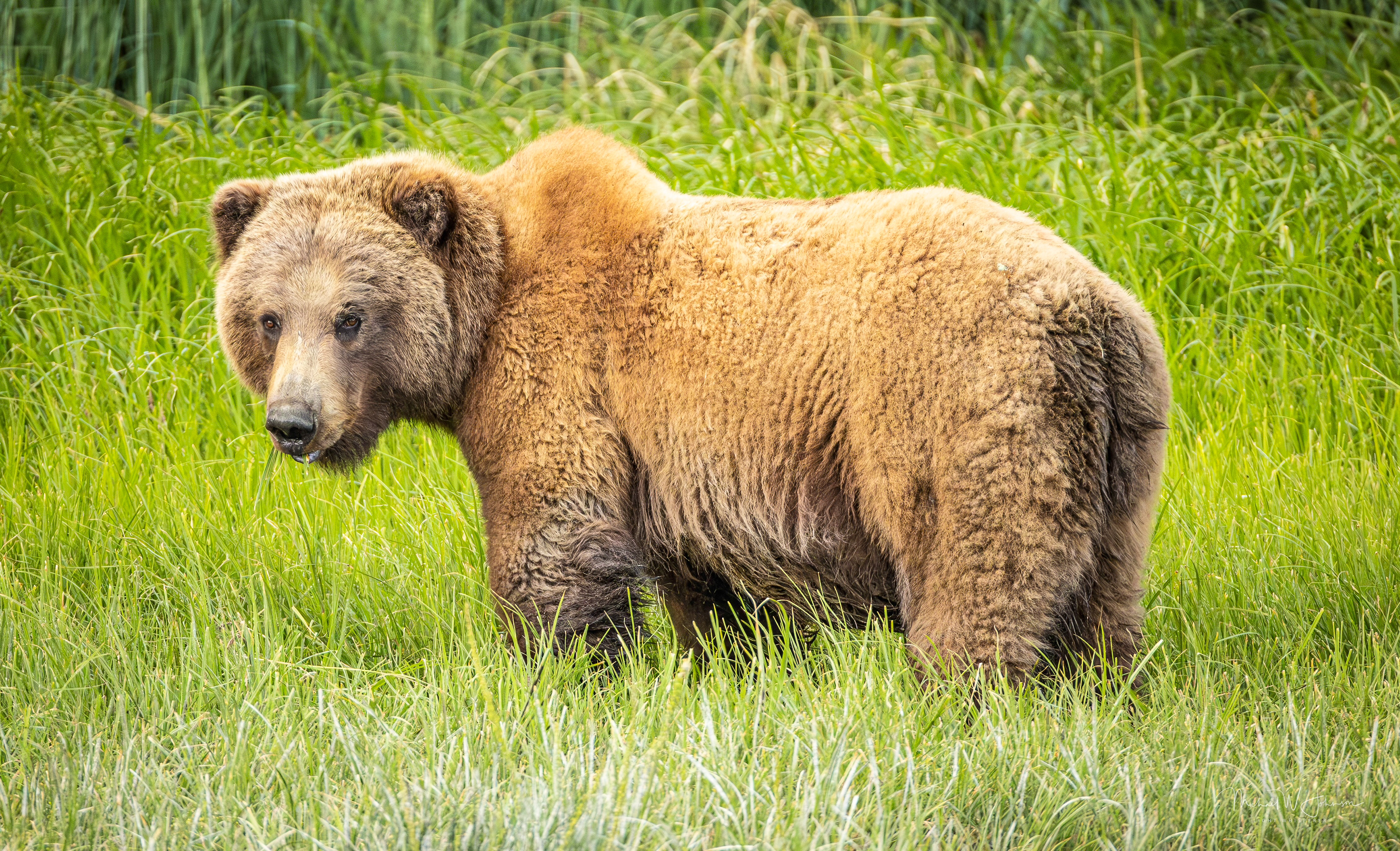 Brown Bear - Big Sow
