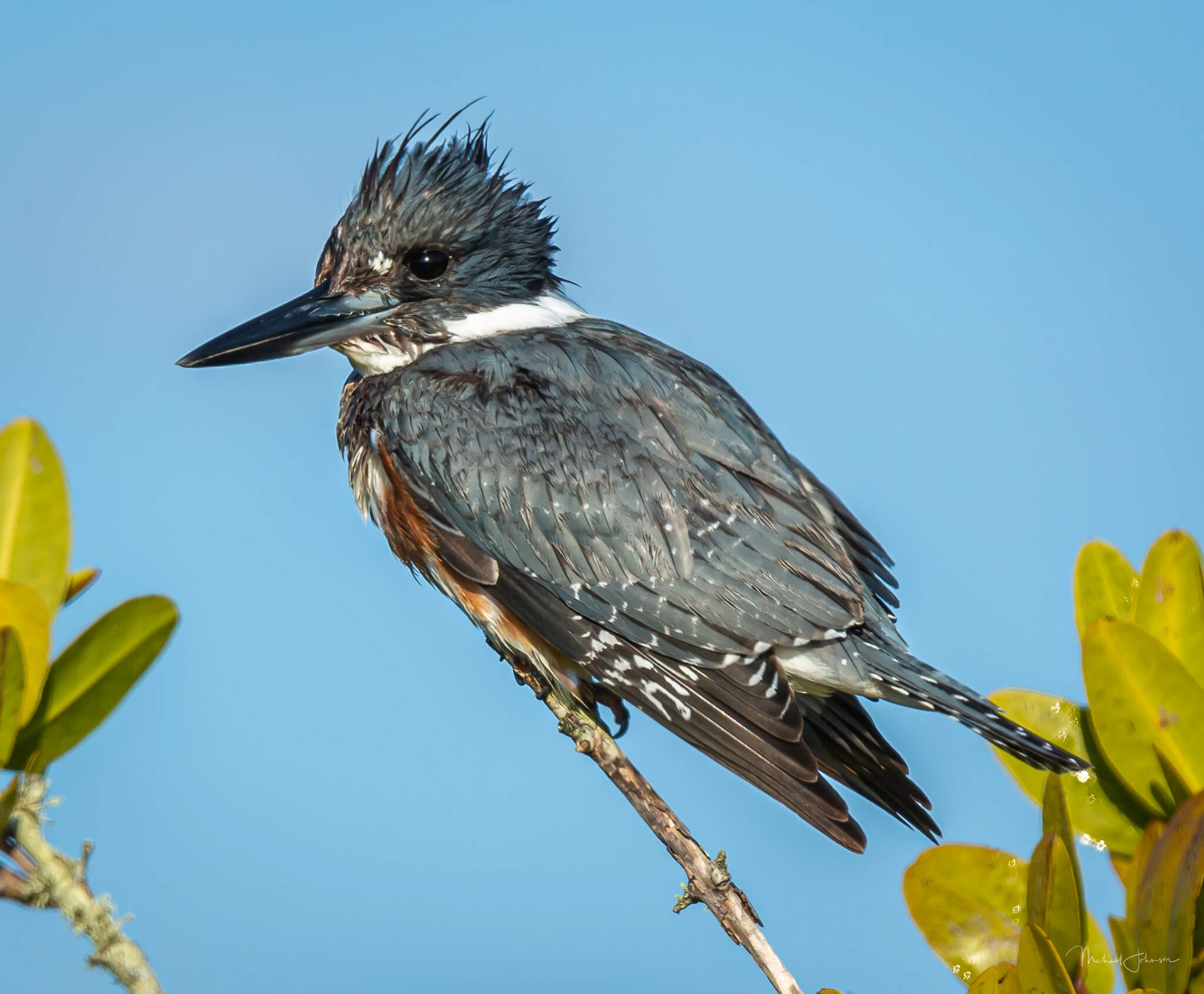 Belted Kingfisher