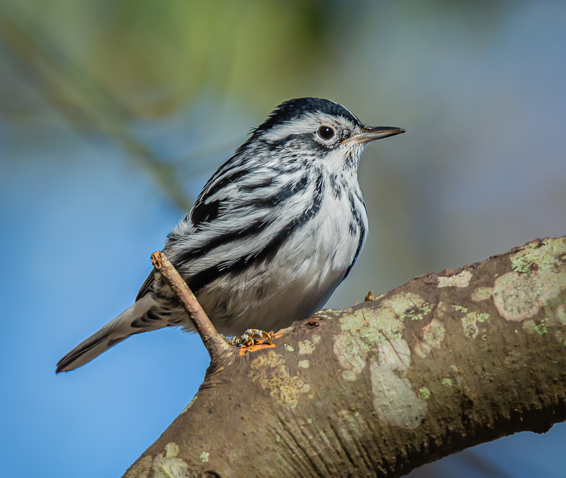 Black and White Warbler