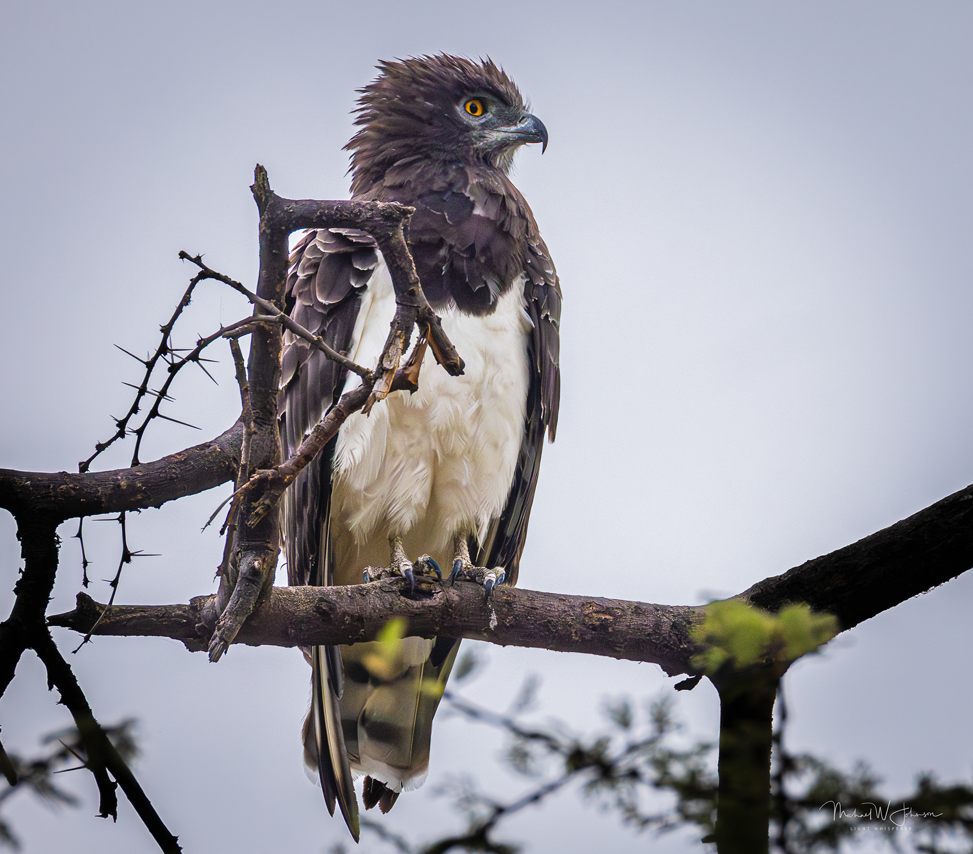 Beaudouin's Snake=Eagle