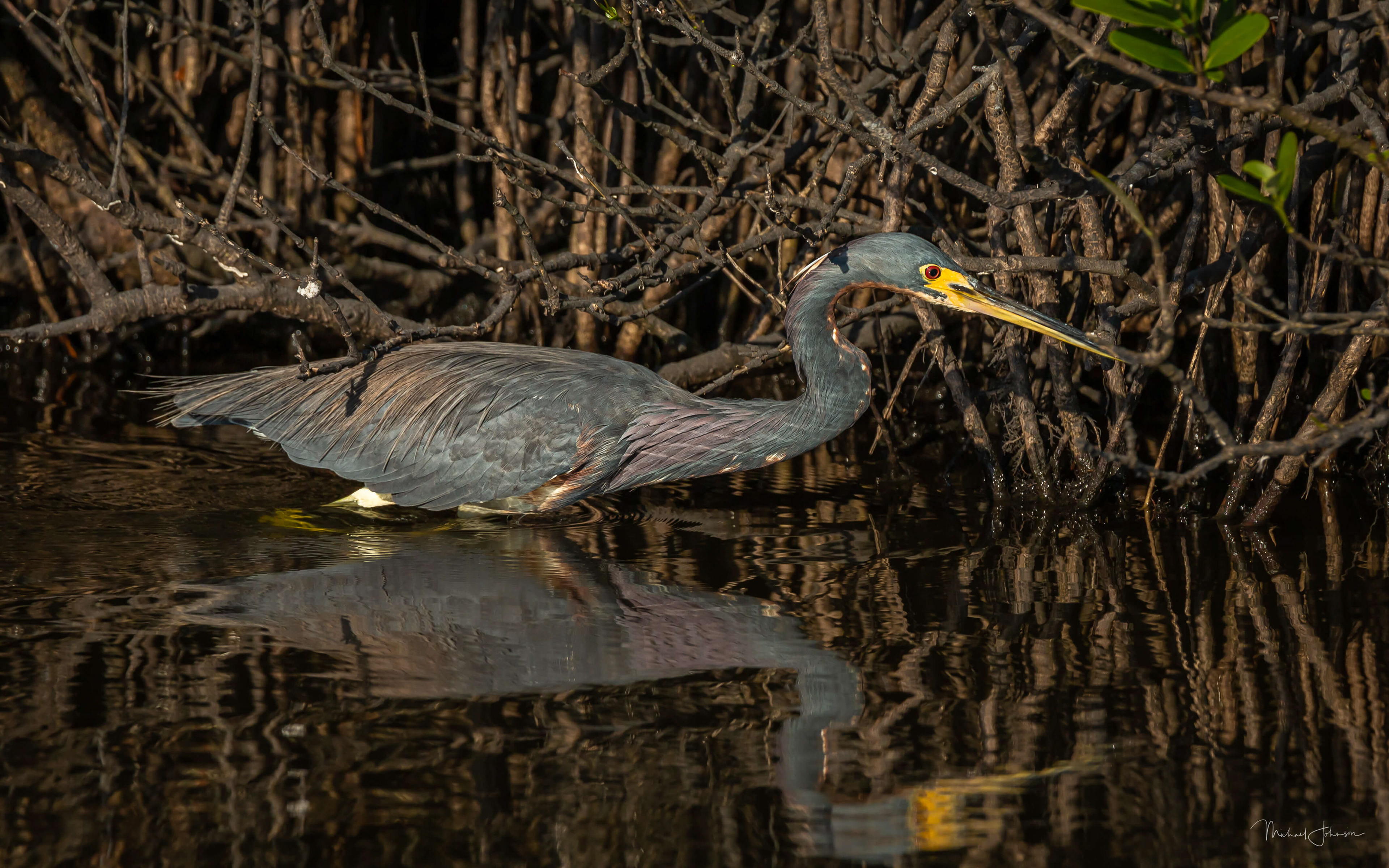 Tricolored Heron