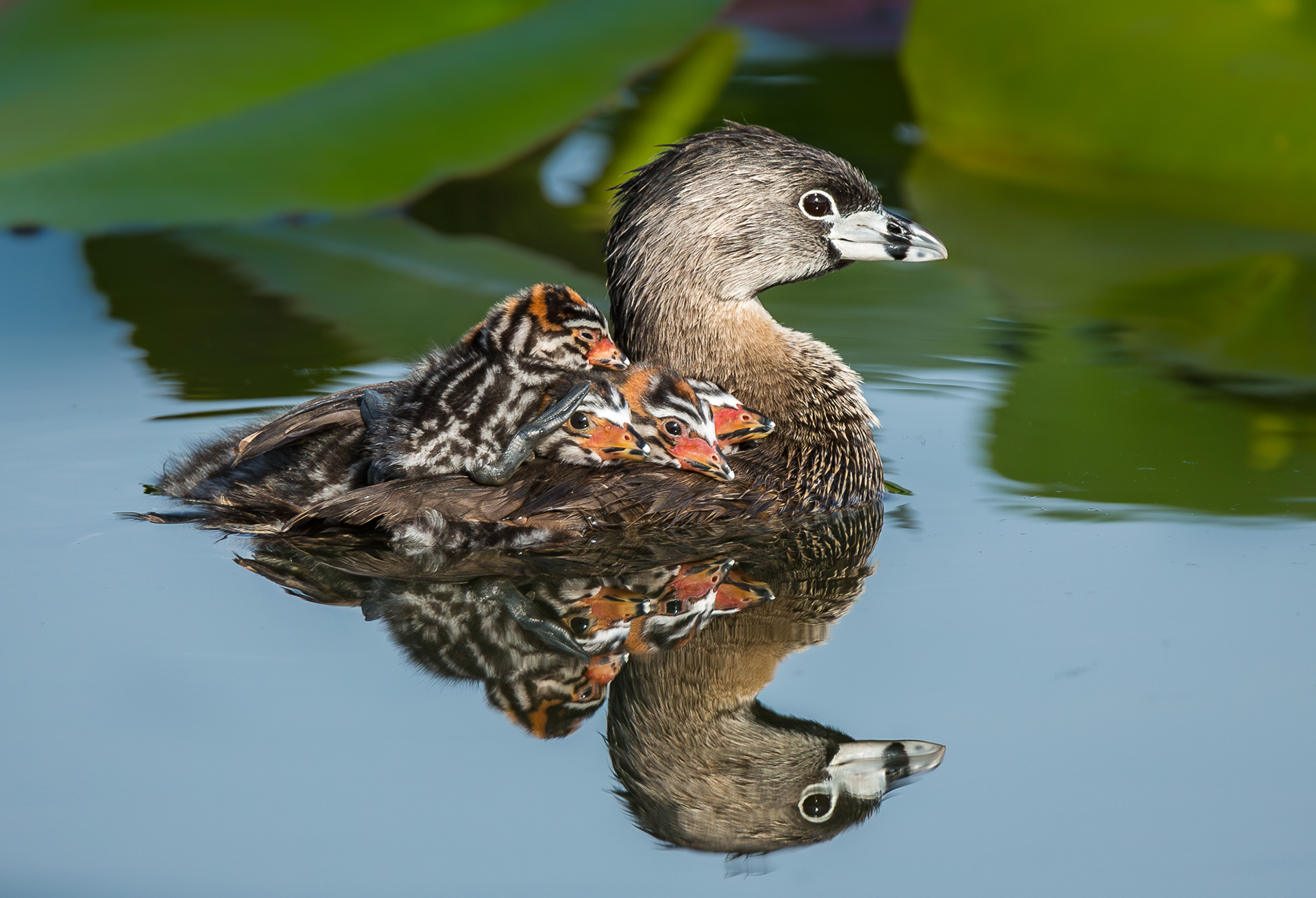 Pied-billed Grebe
