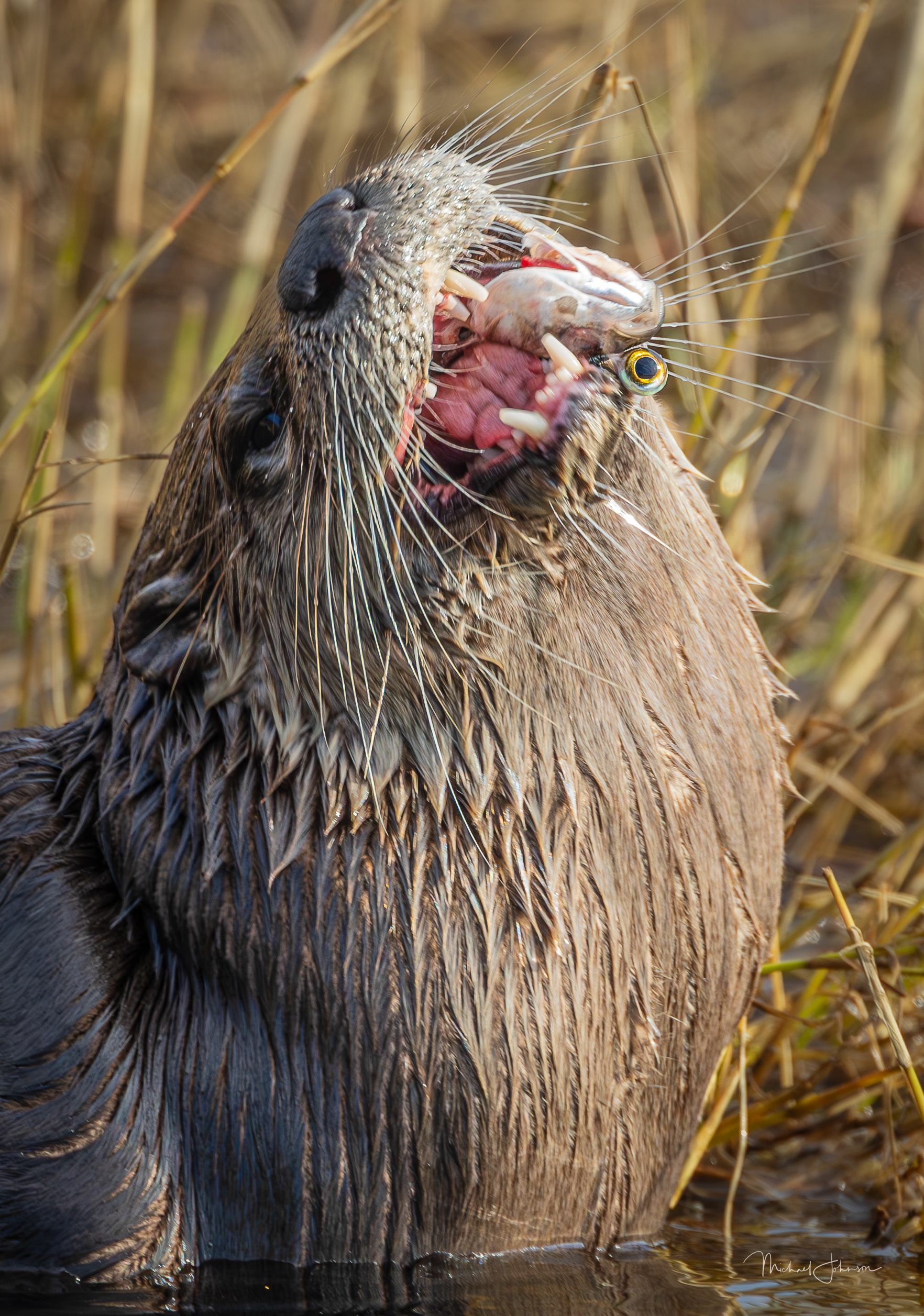 River Otter