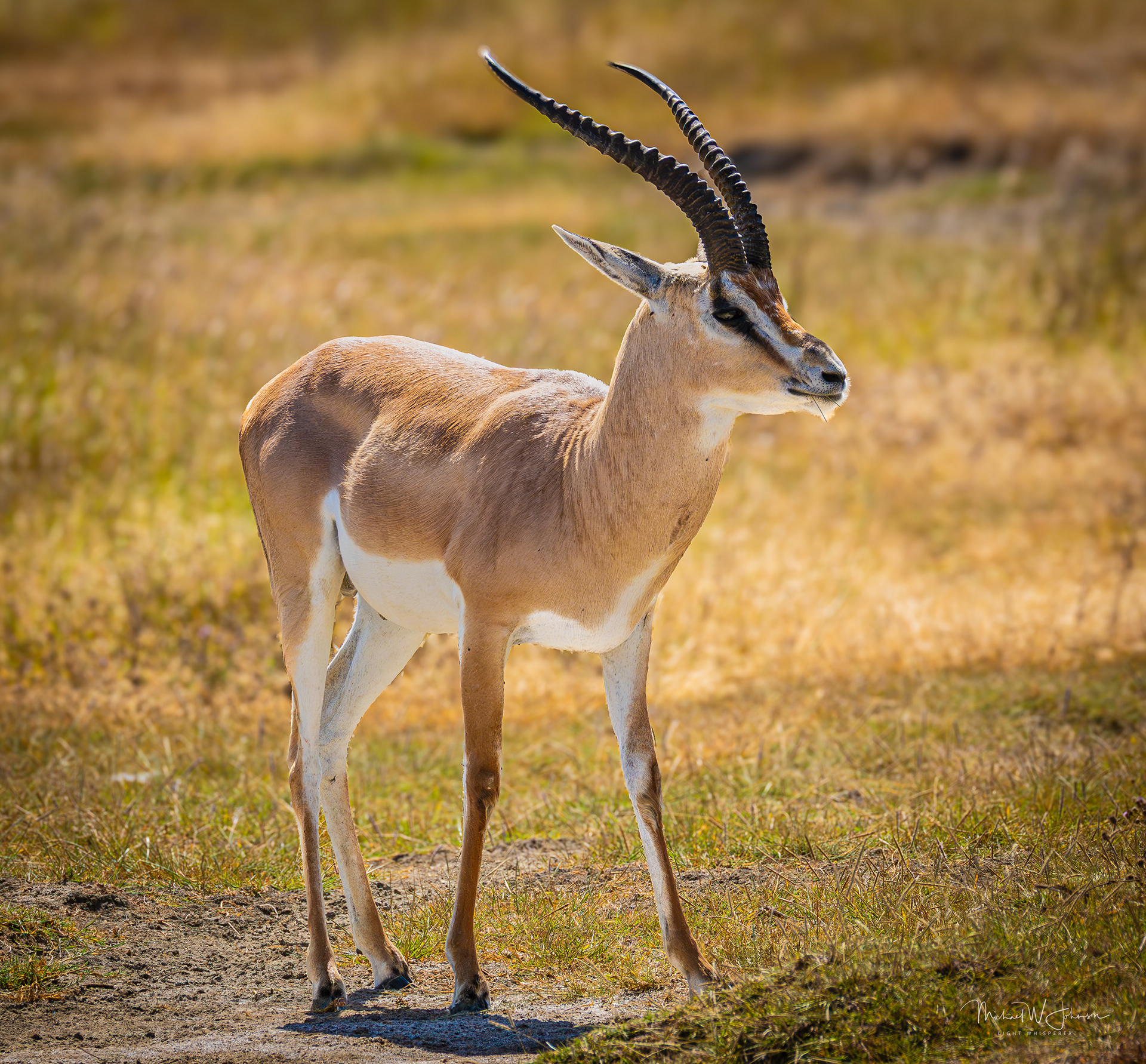 Greater Impala