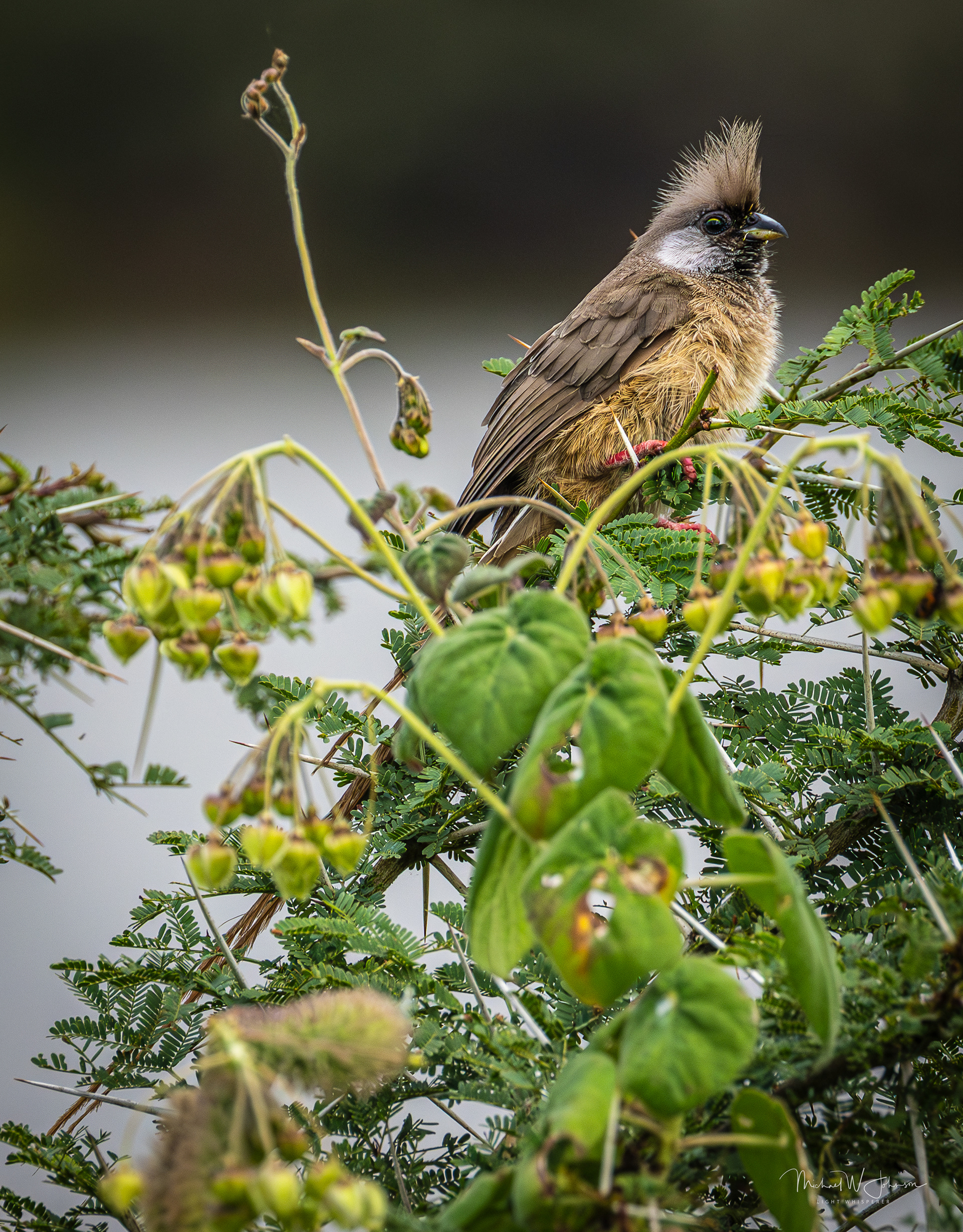 Speckled Mousebird