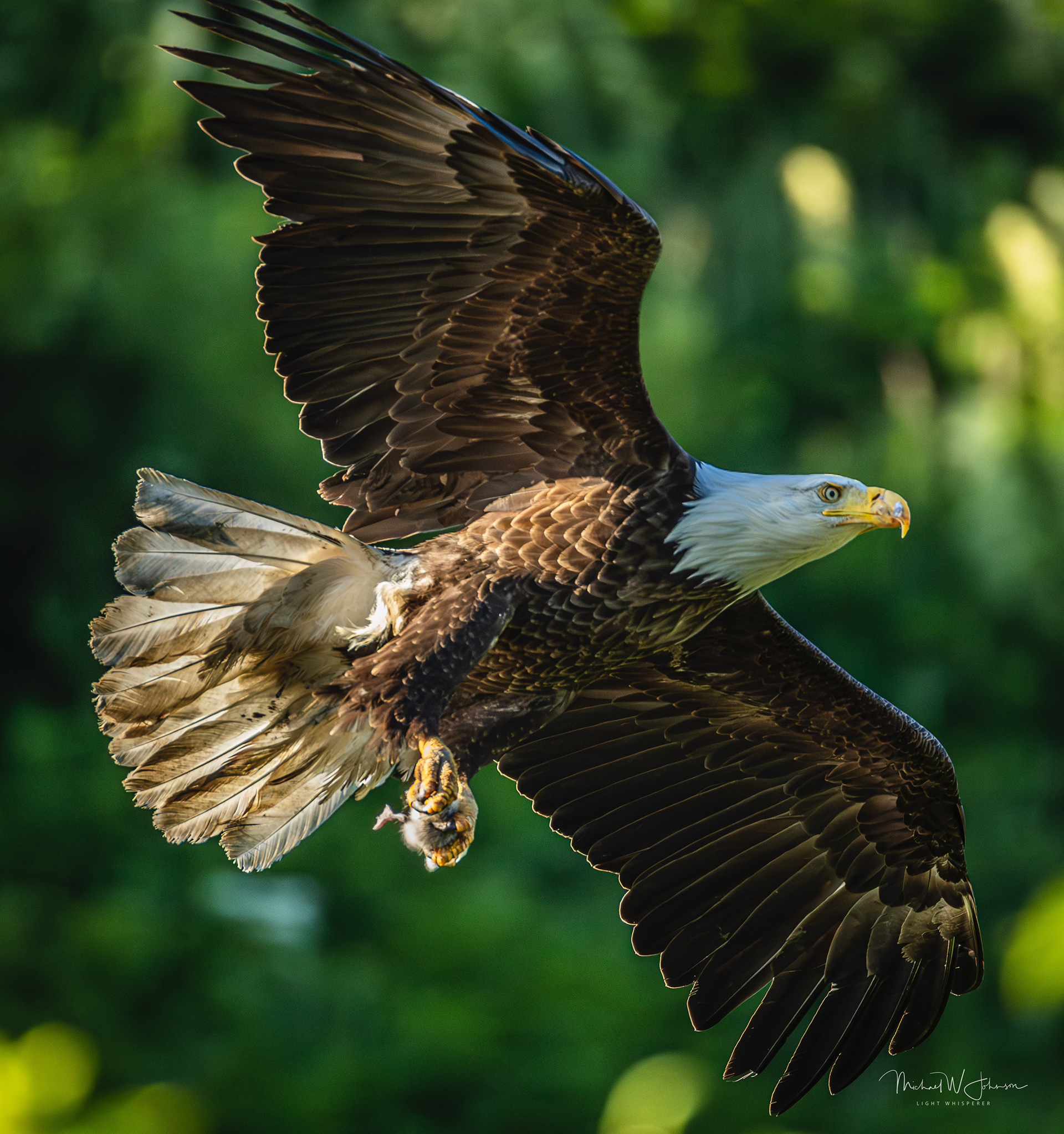 Bald Eagle