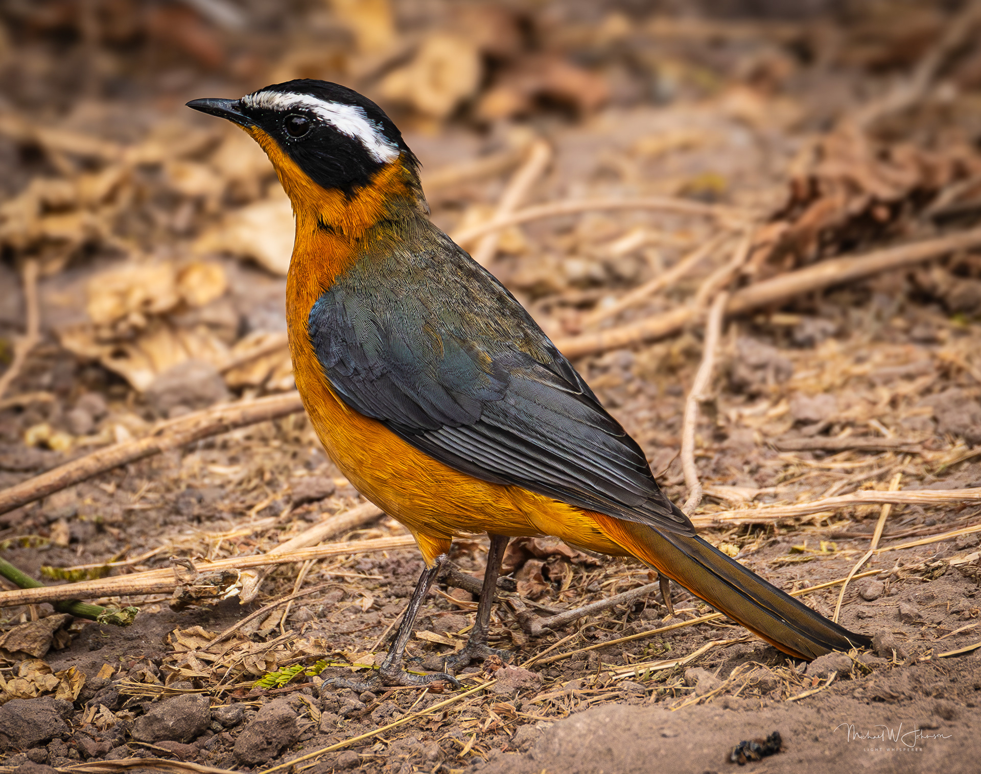 White-browed Robin-Chat