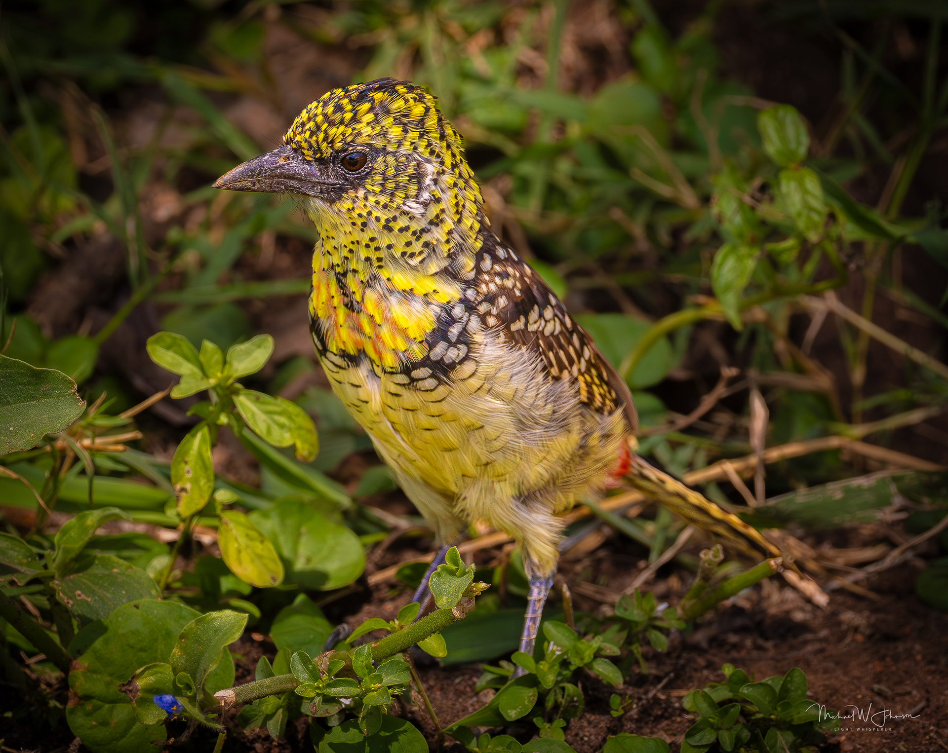 D'Arnaud's Barbet