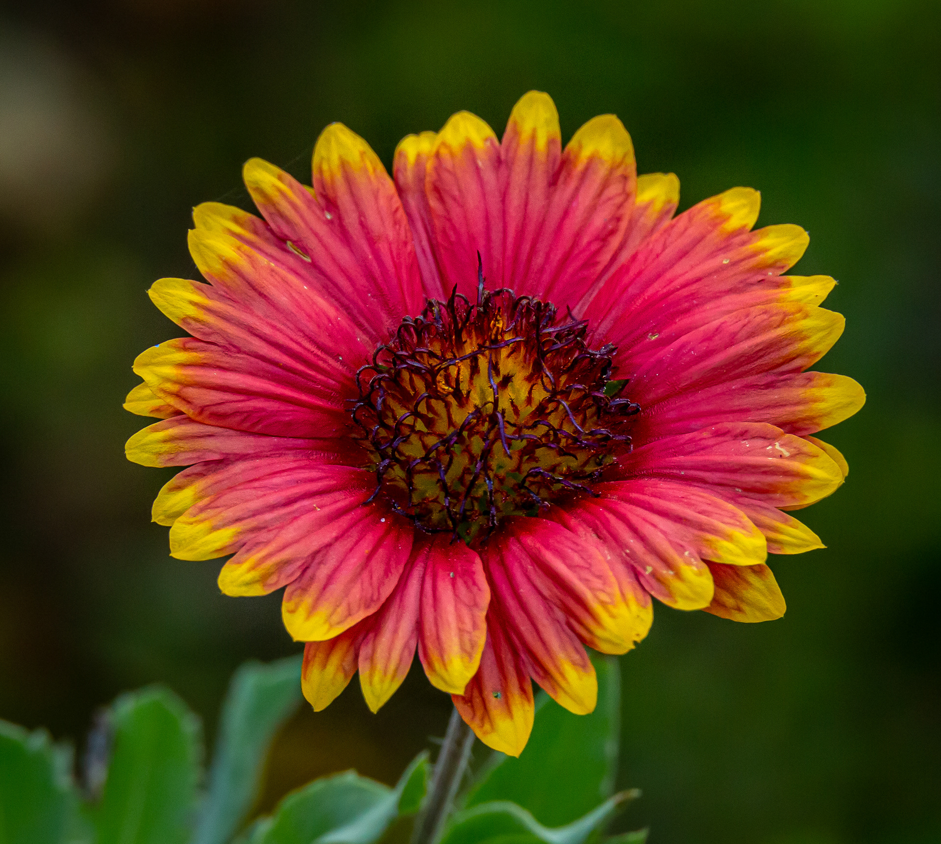 Indian Blanket