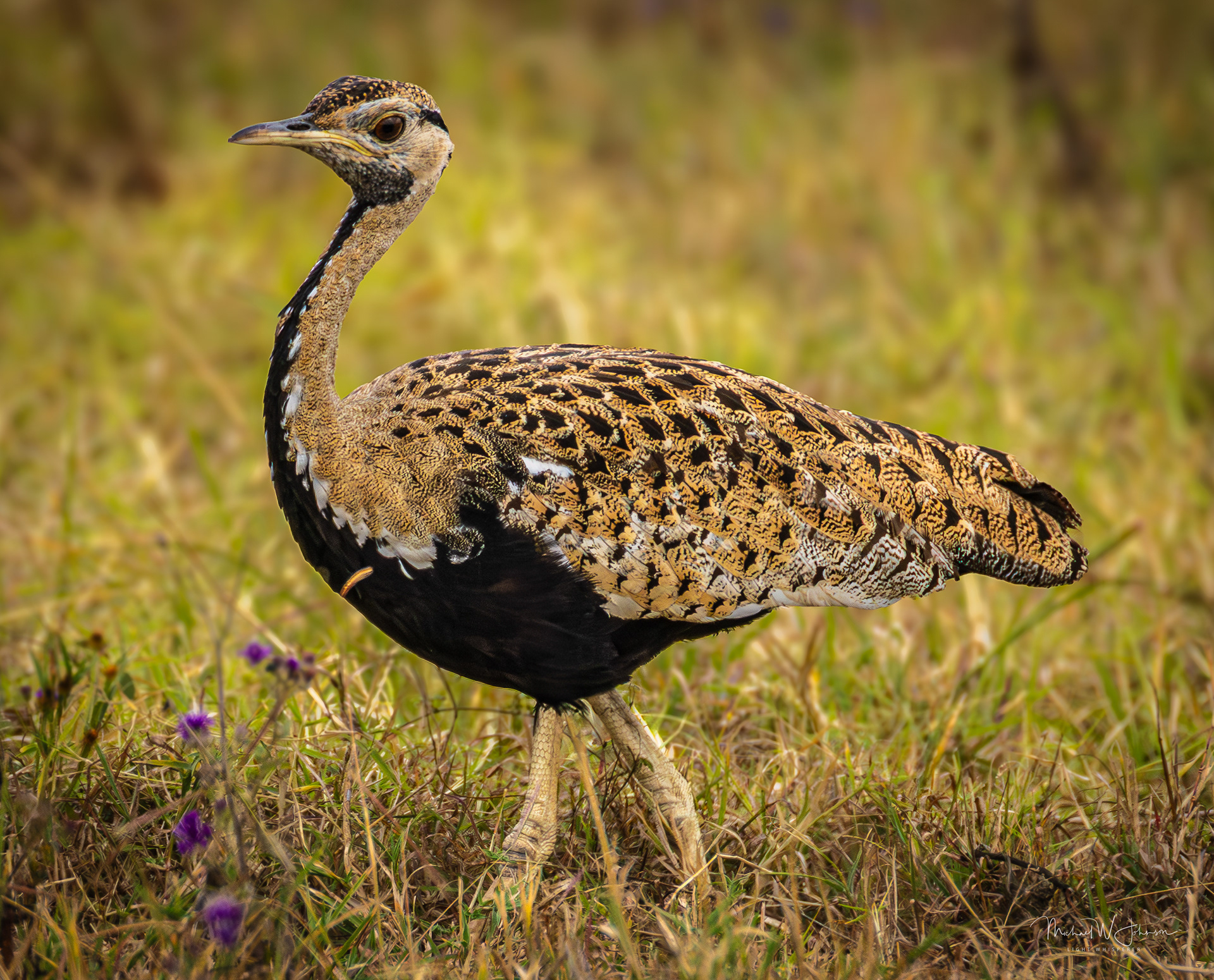 Black-bellied Bustard