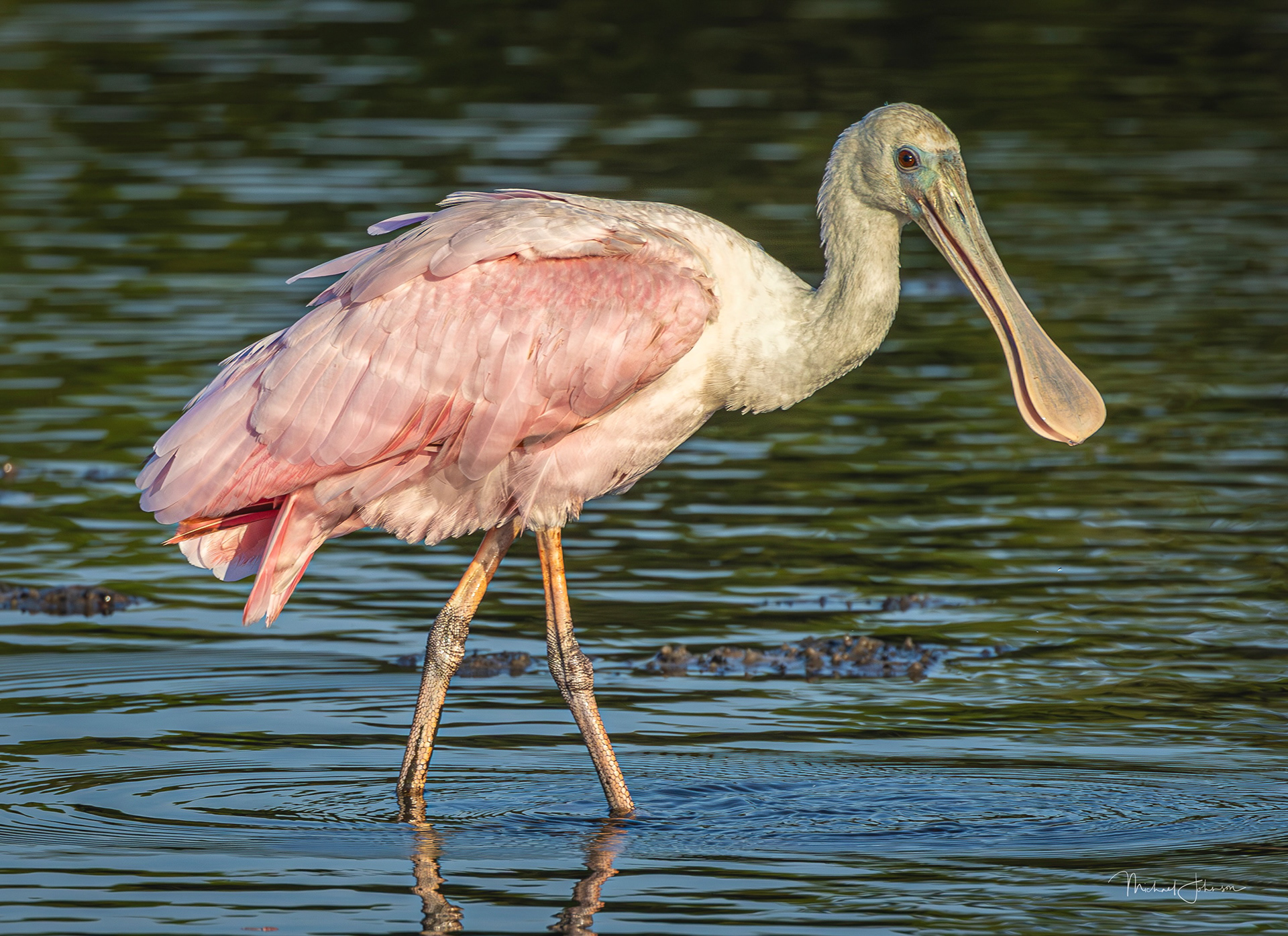 Roseate Spoonbill