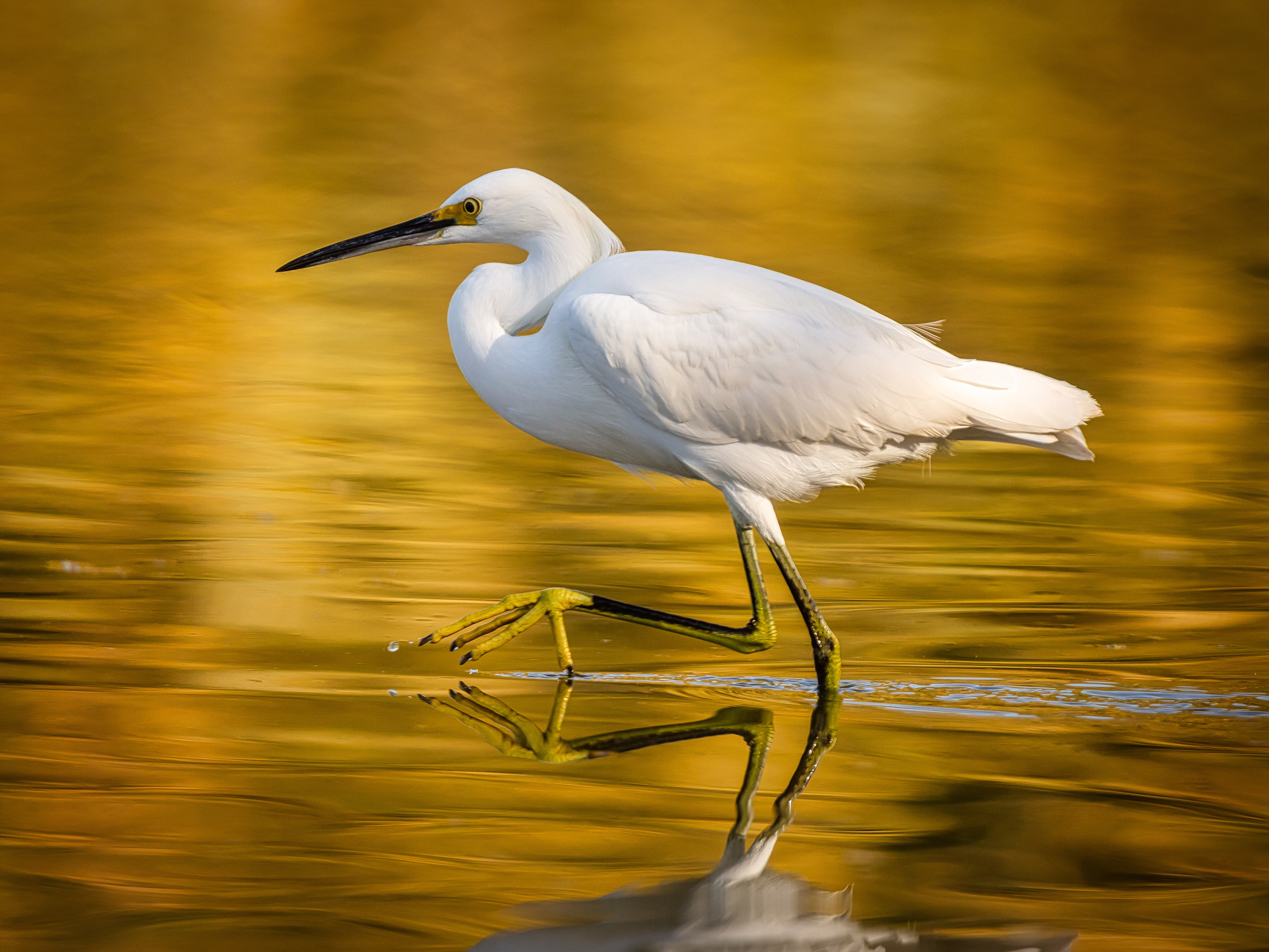 Xpozer's New Gallery - Caballero Fabriek, The Hagers, Netherlands - Feb 21, 2019  Walking on Gold - Snowy Egret
