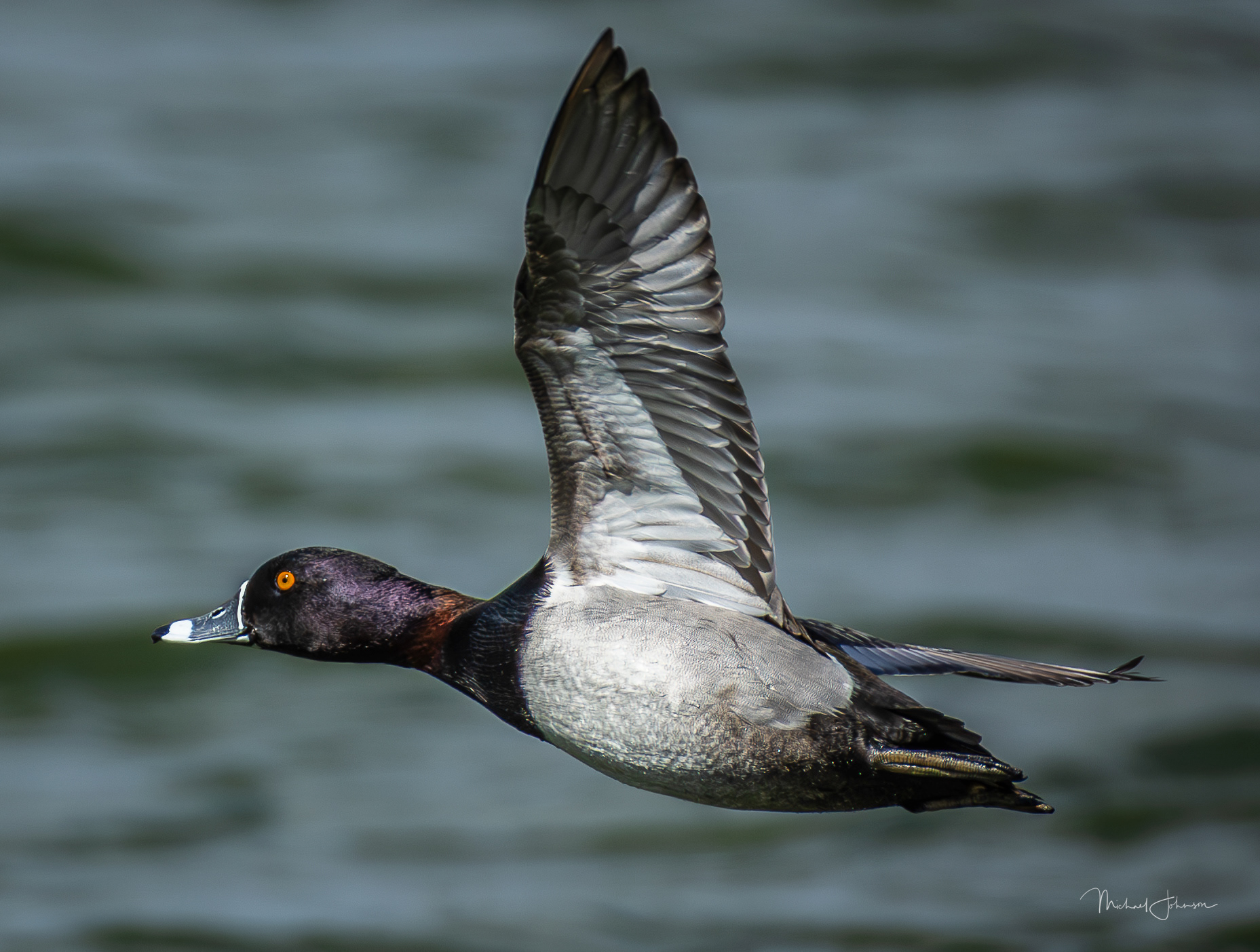 Ring-necked Duck
