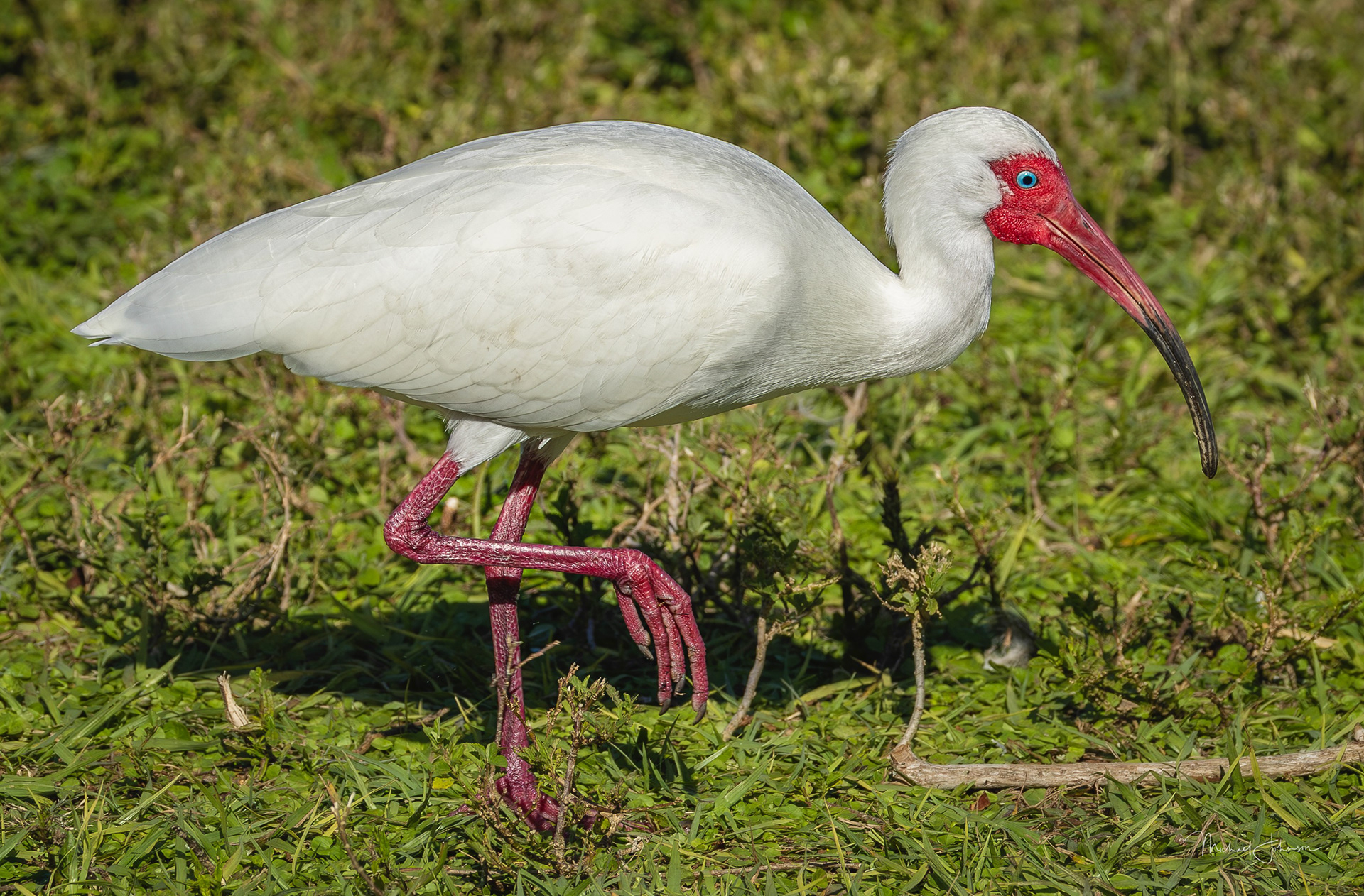 White Ibis