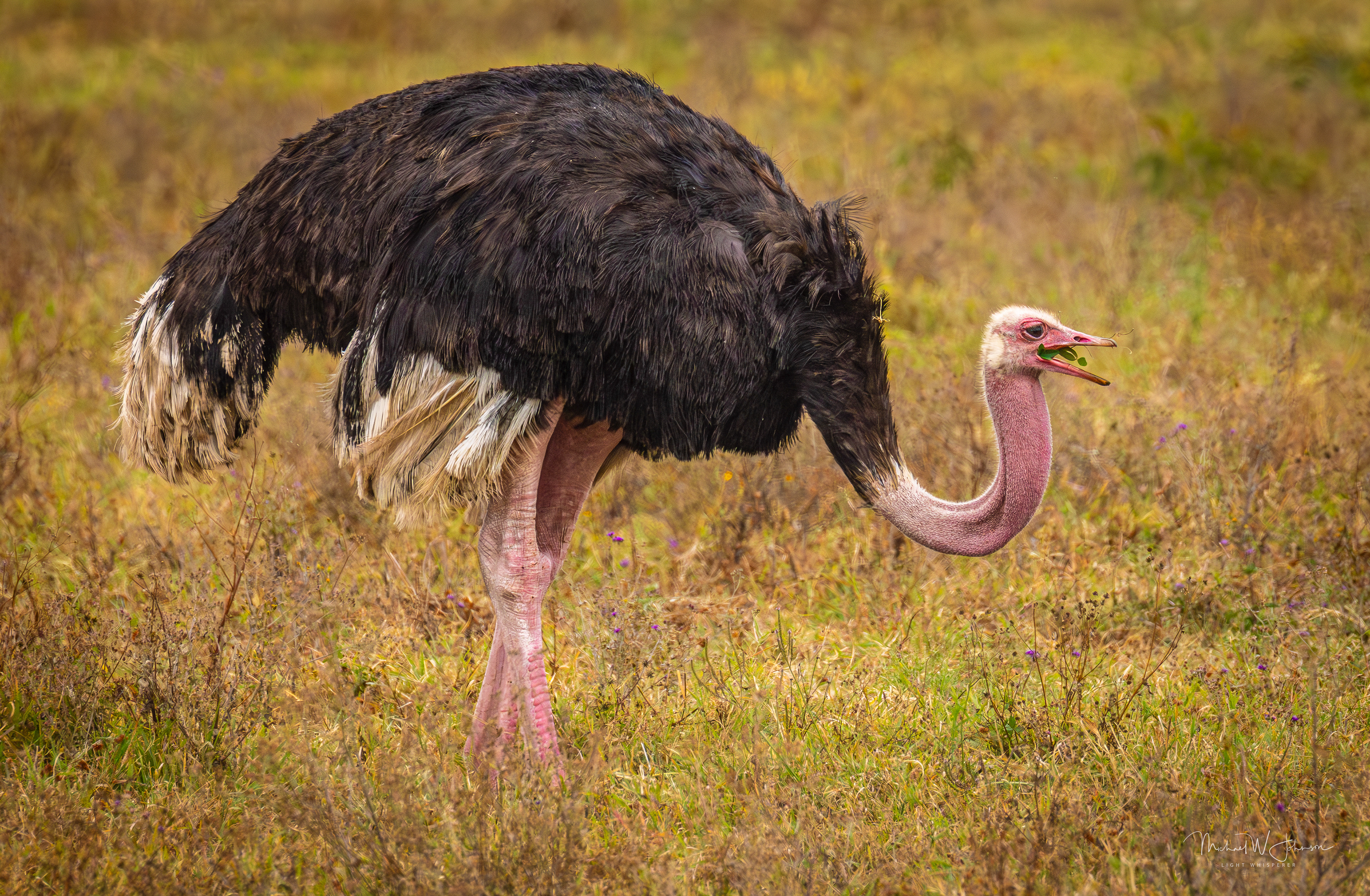 Ostrich