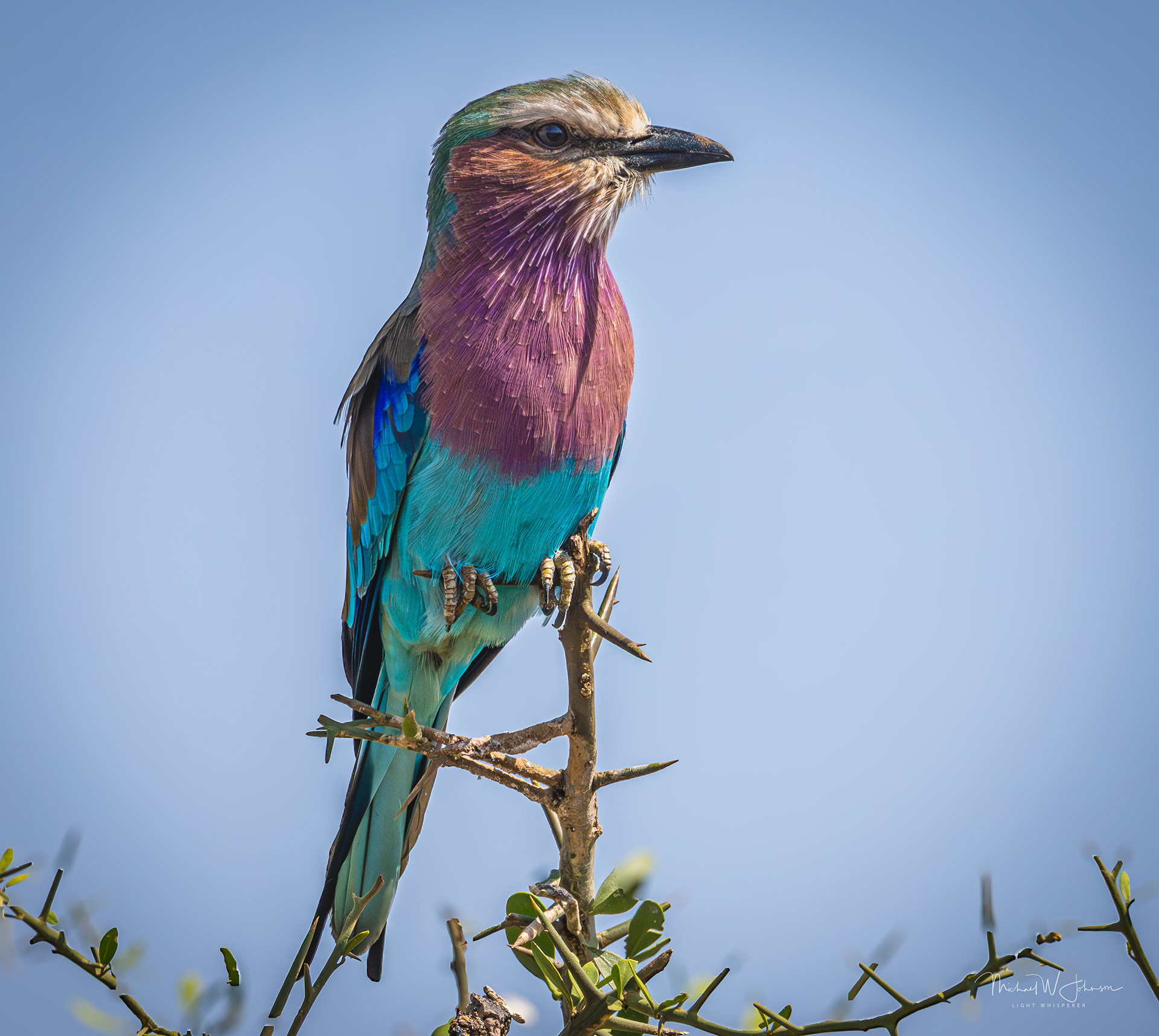 Lilac-breasted Roller