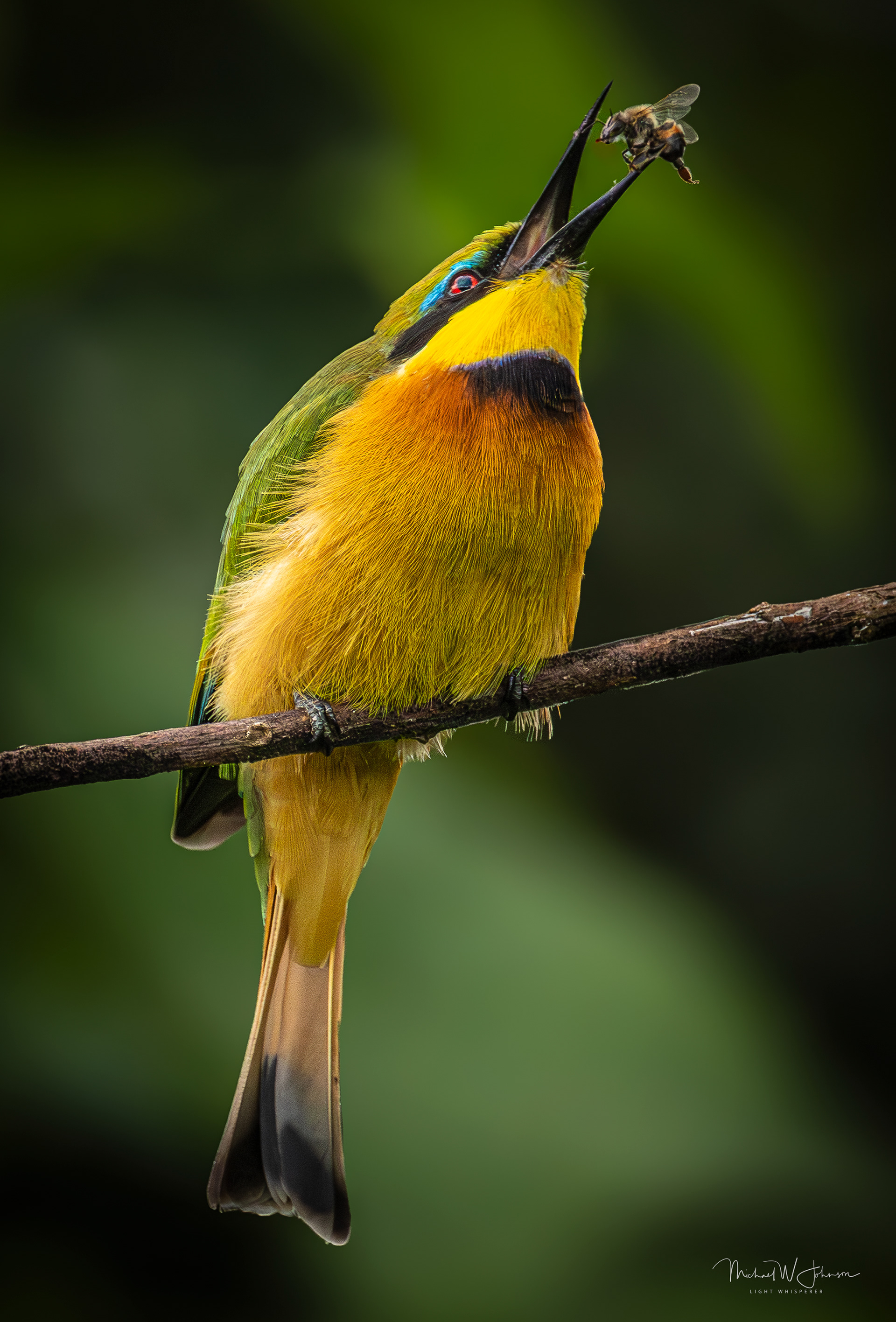 Little Bee-eater