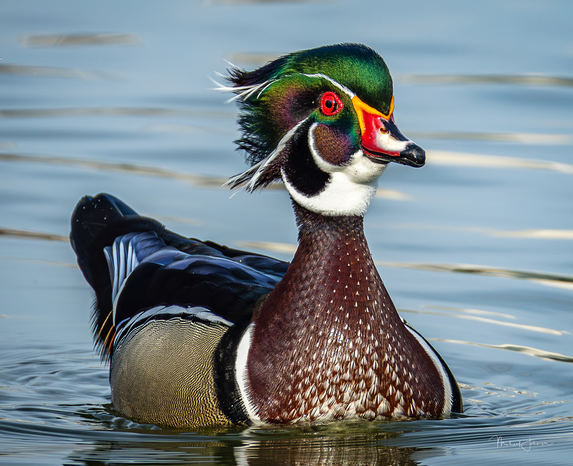 Wood Duck