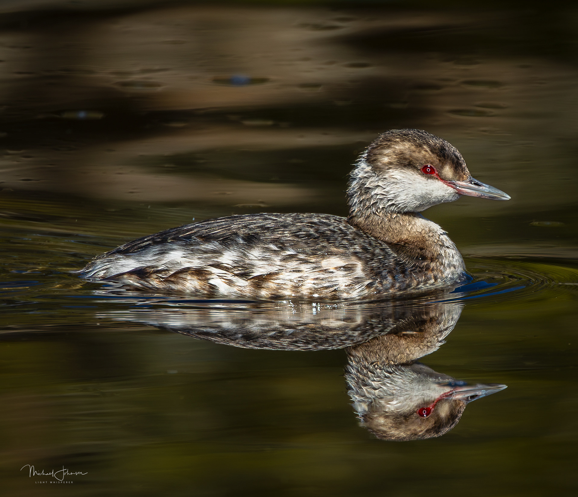 Horned Grebe