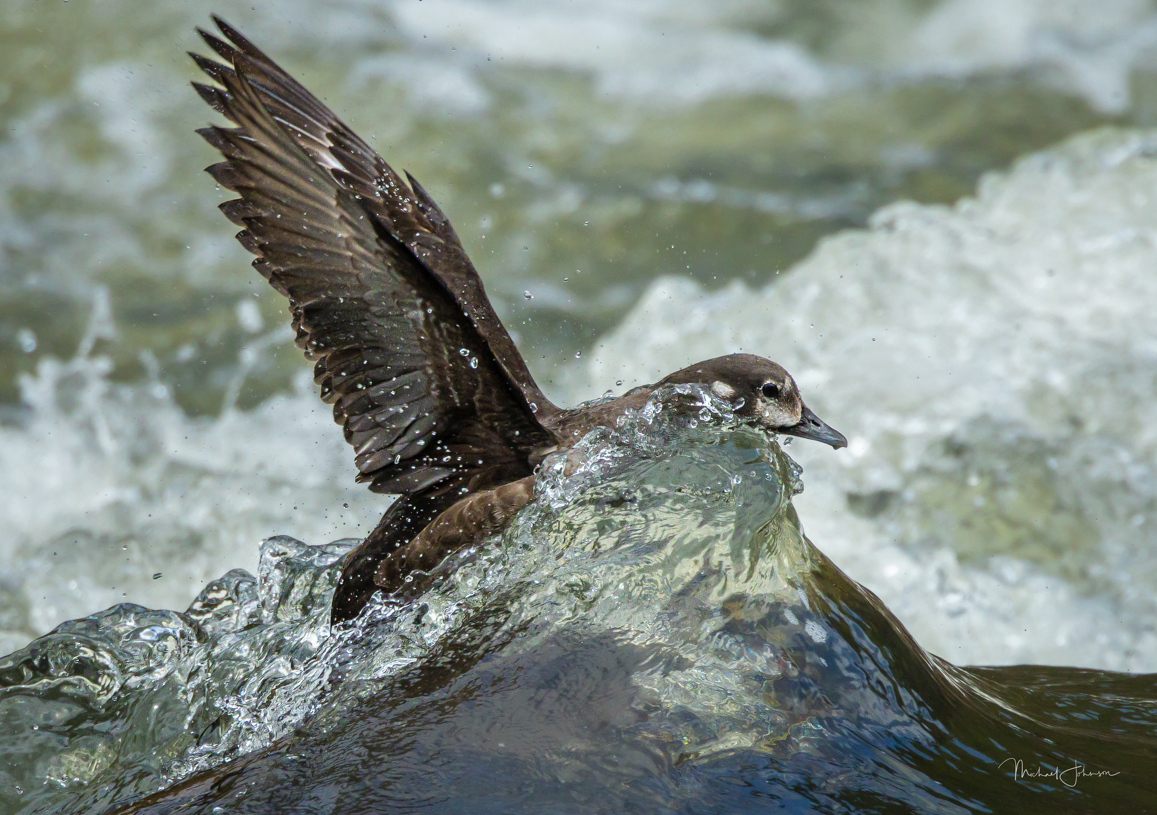 Harlequin Duck