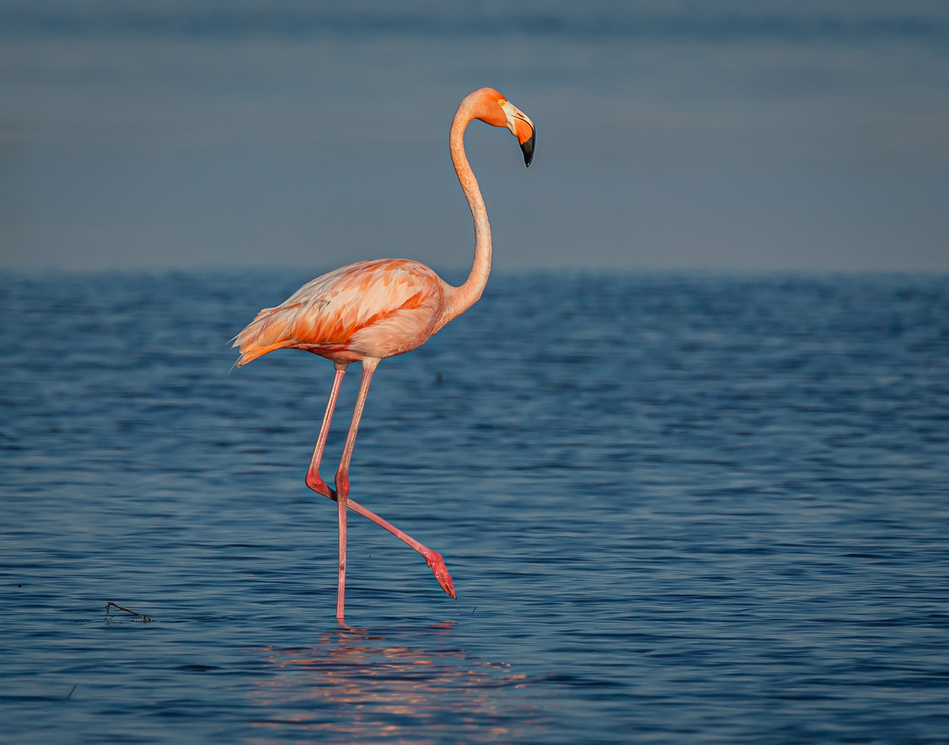 American Flamingo