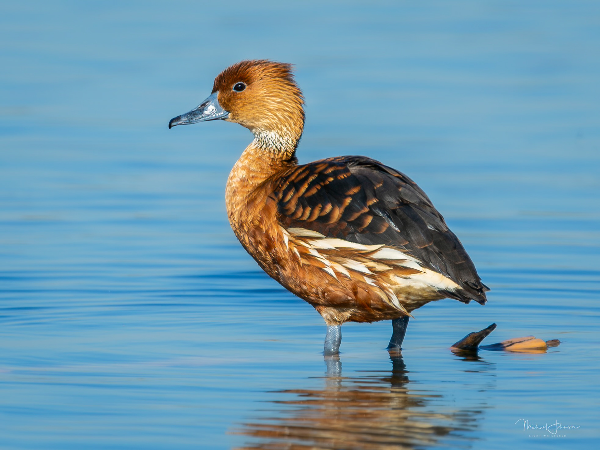 Fulvous-Whistling Duck