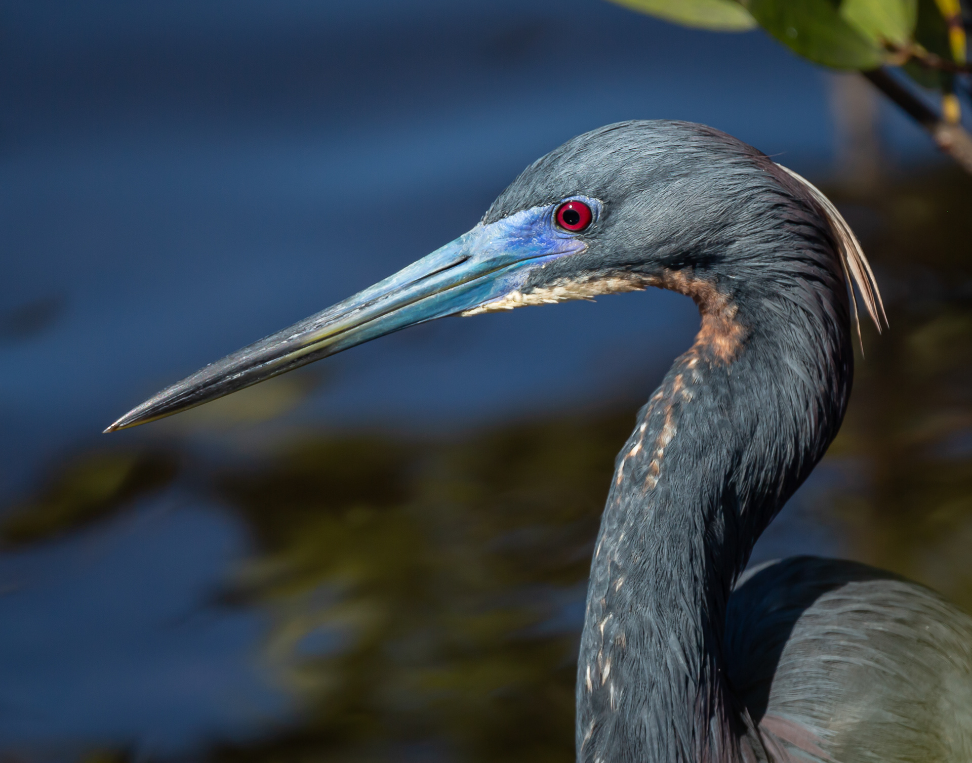 Tricolored Heron