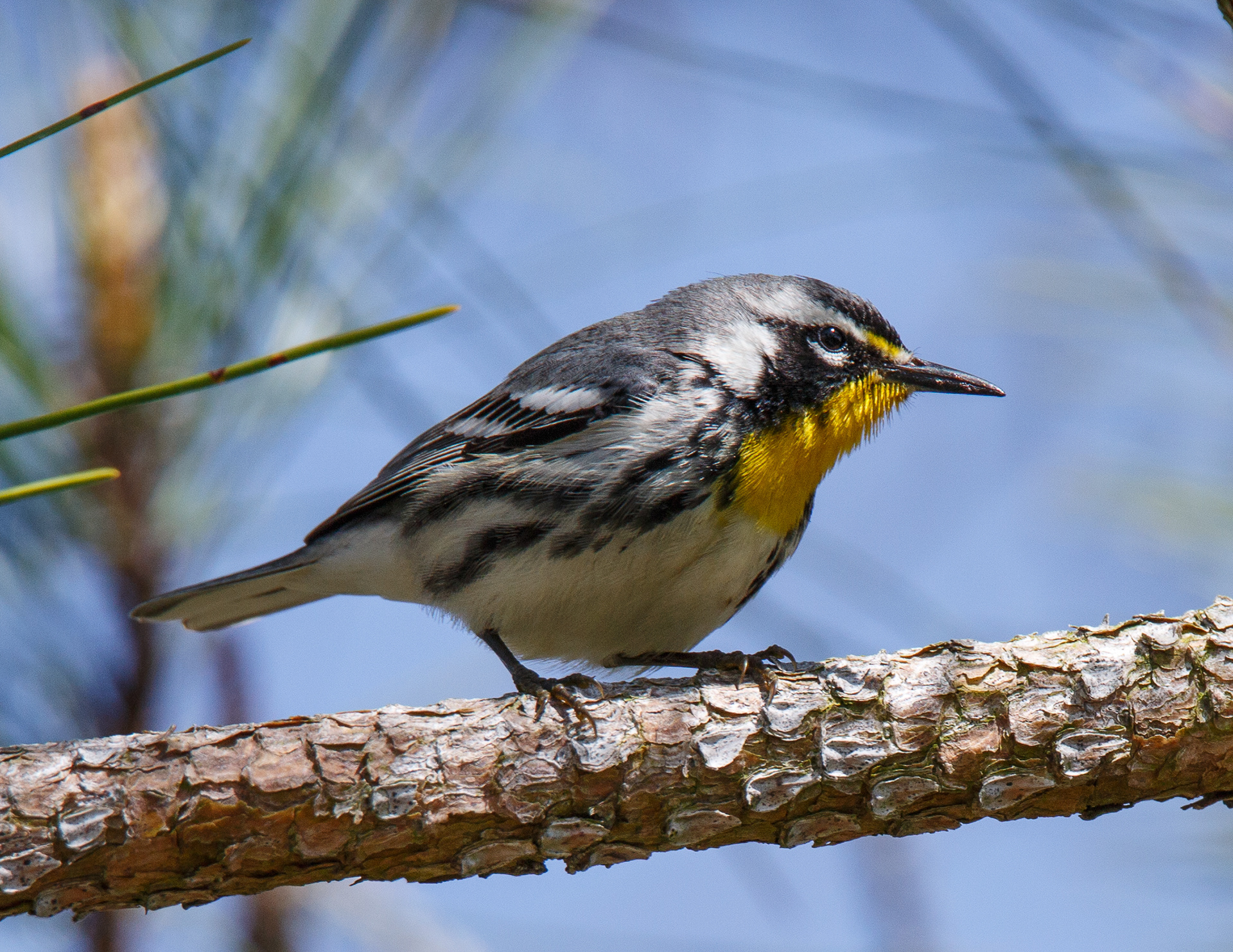 Yellow-throated Warbler