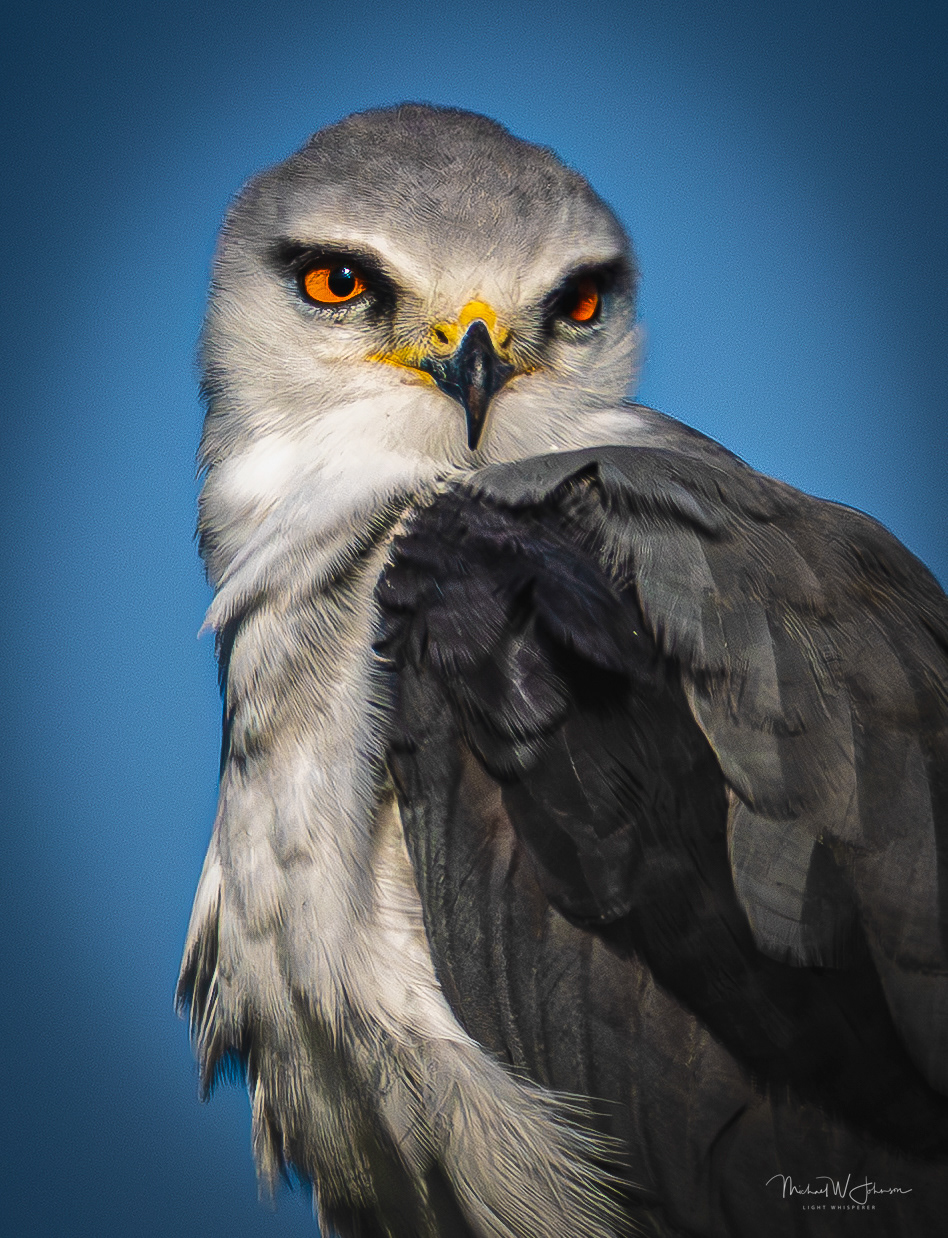 Black-winged Kite