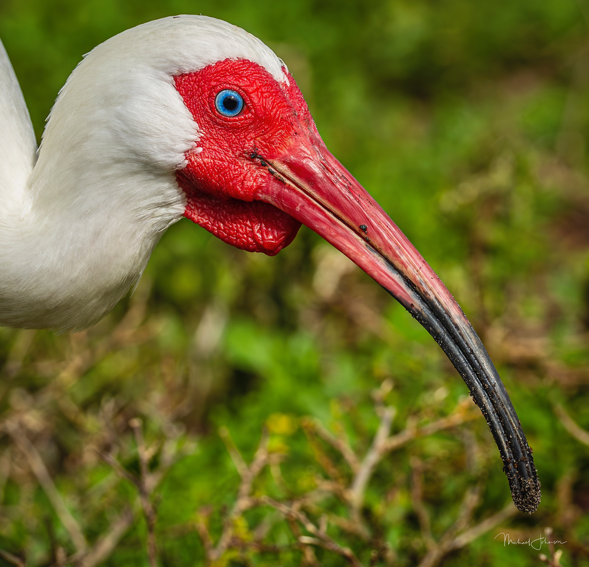 White Ibis