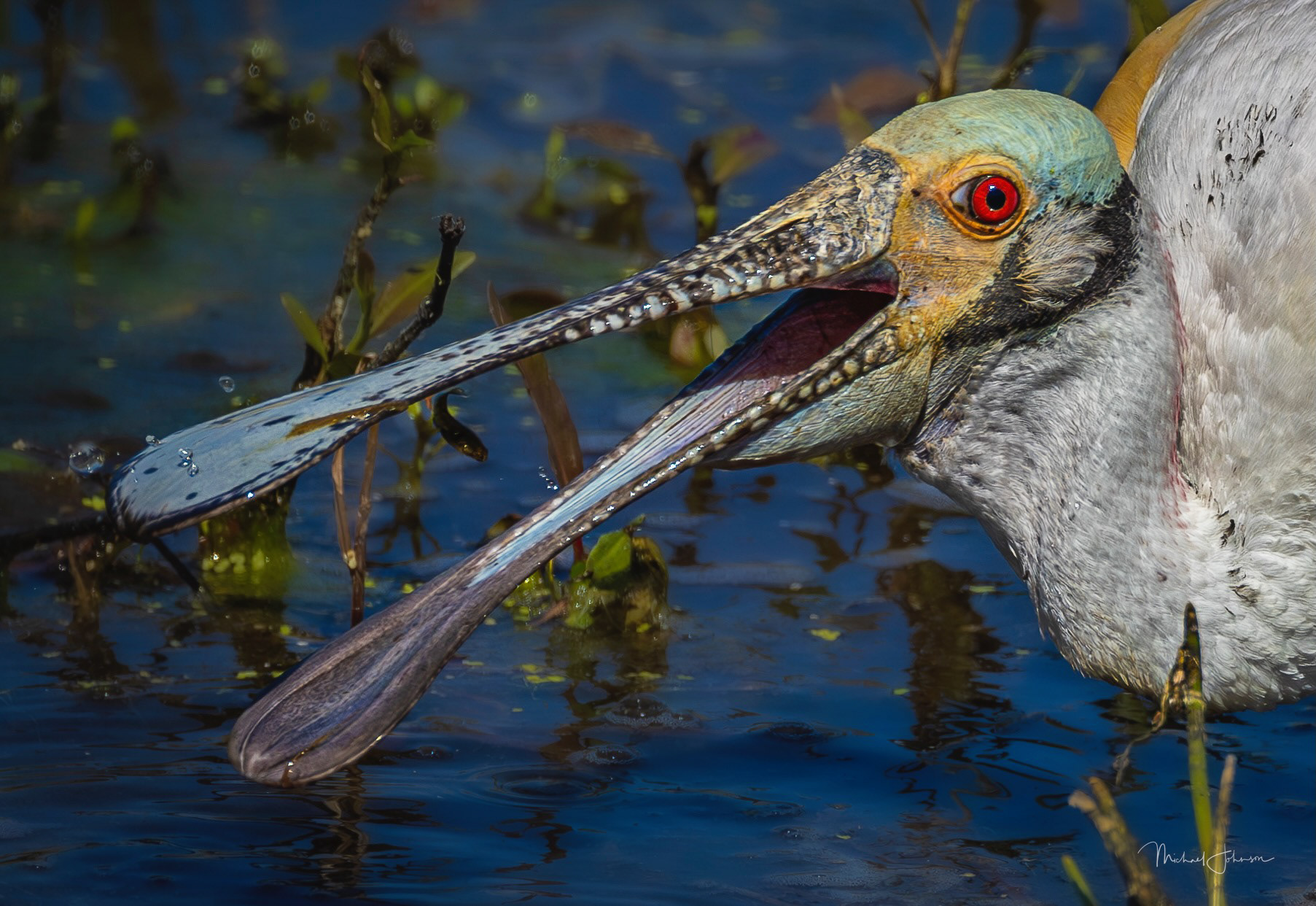 Roseate Spoonbill