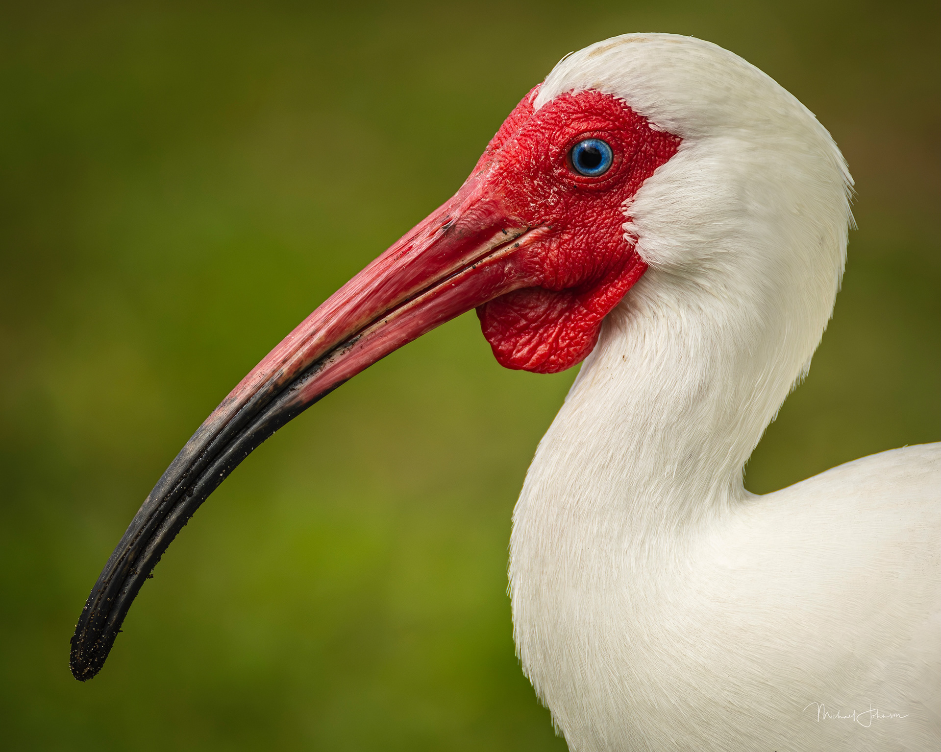 White Ibis