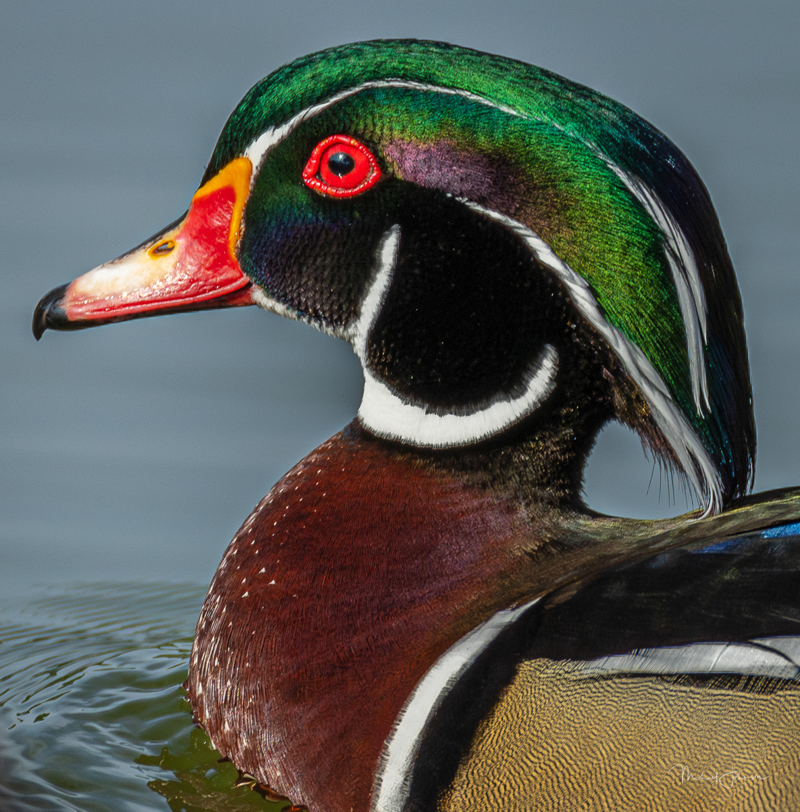 Wood Duck