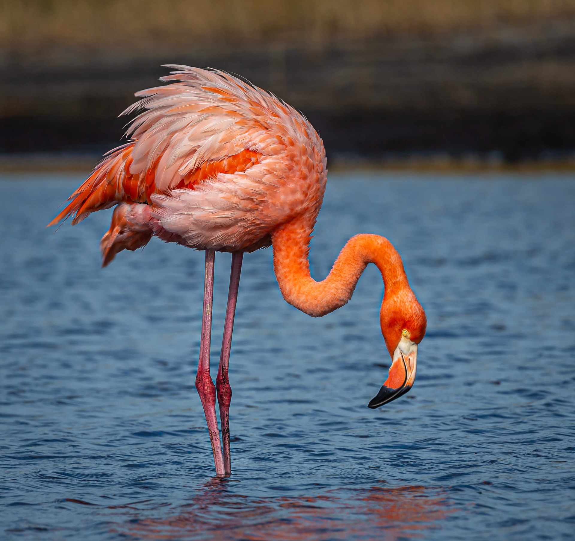 American Flamingo
